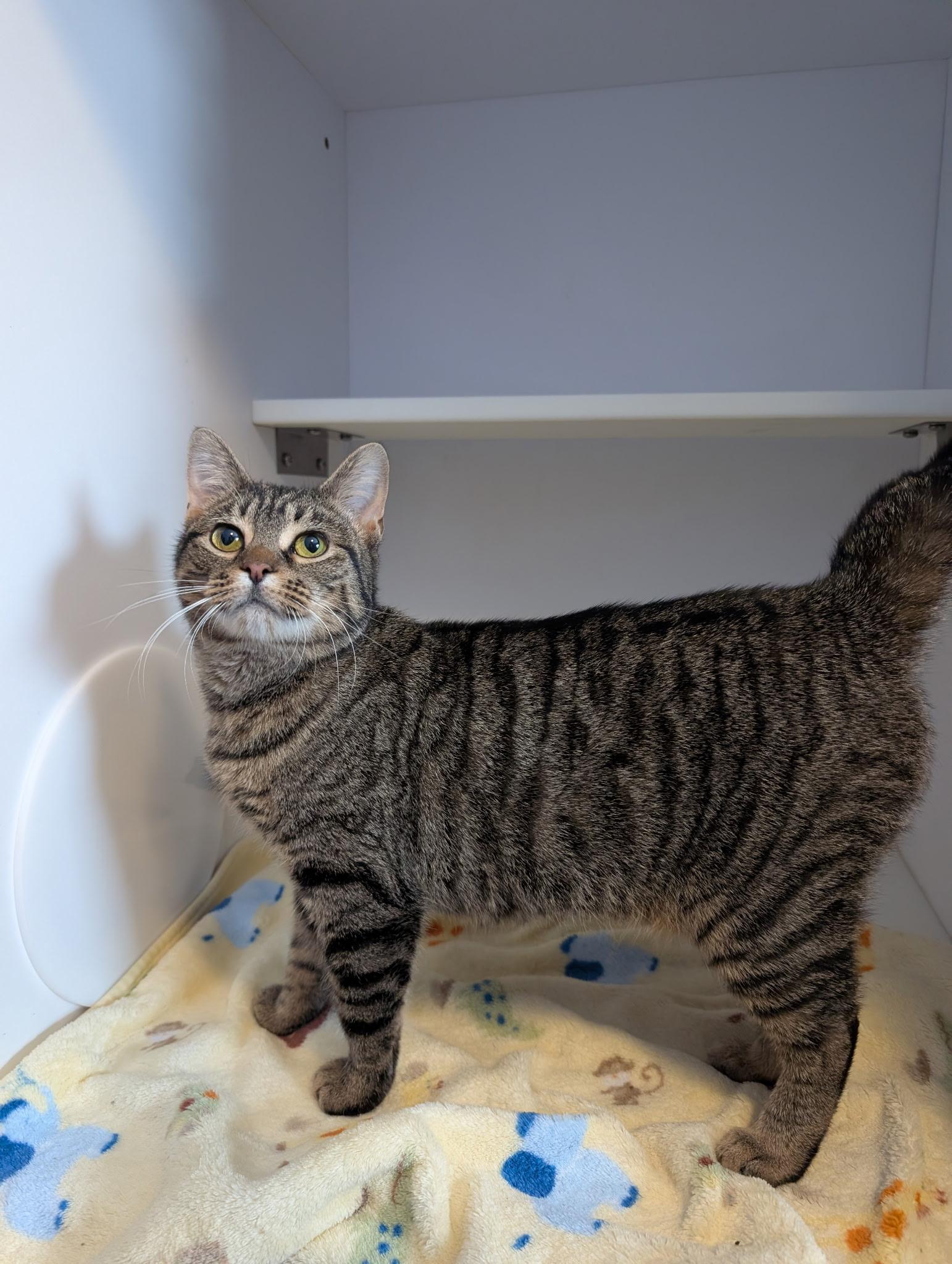 The Sandwich Artist Formerly Known as Sky, a ADOPTABLE Domestic Short Hair in Madison, WI image 4/4