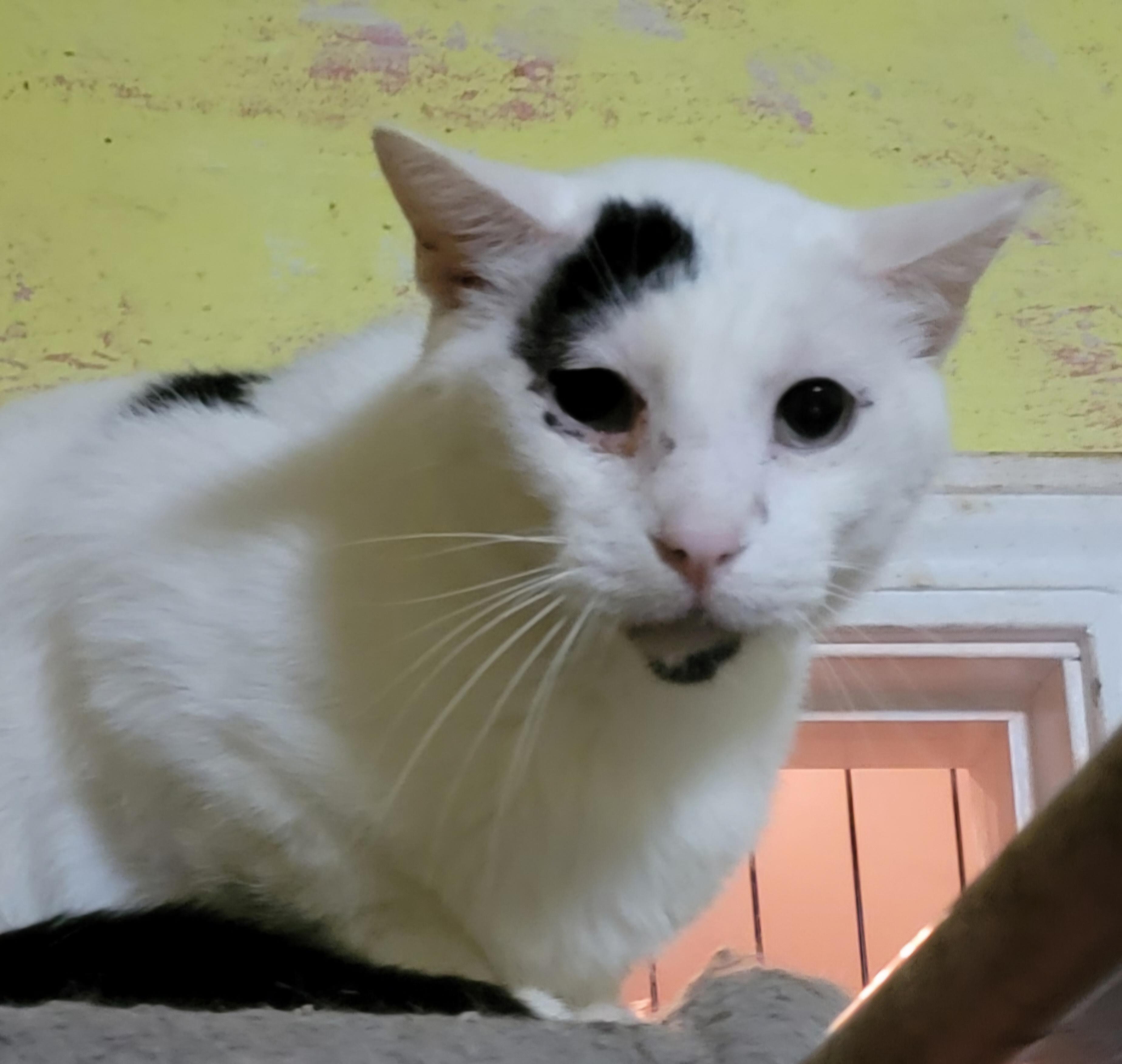 Enlarge Andre, a Adoptable mixed breed image 3/6