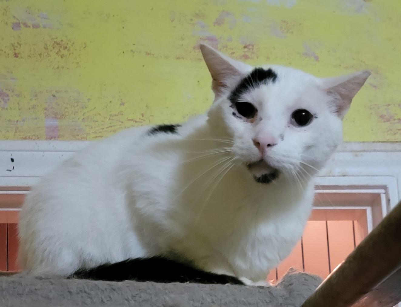 Enlarge Andre, a Adoptable mixed breed image 4/6