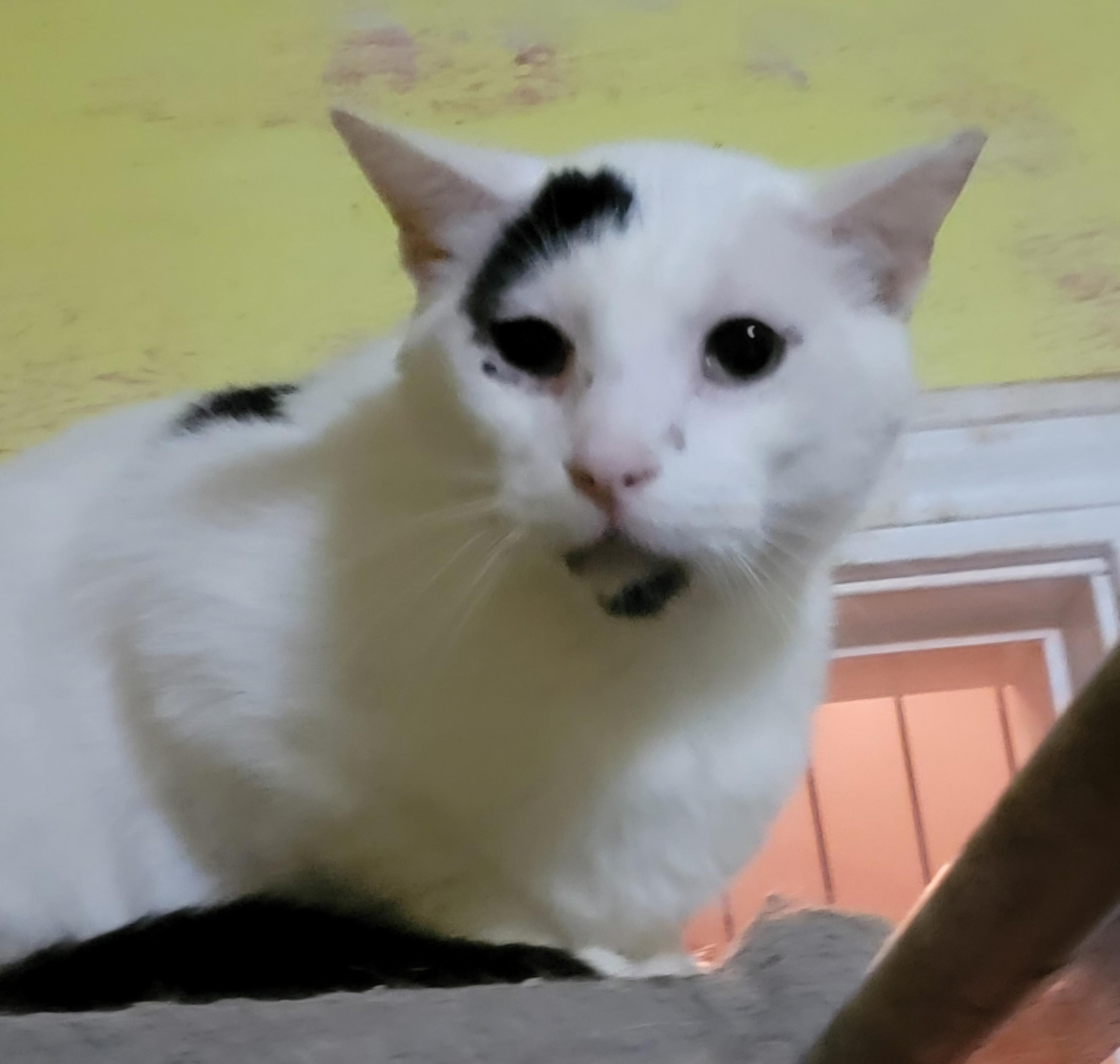 Enlarge Andre, a Adoptable mixed breed image 5/6