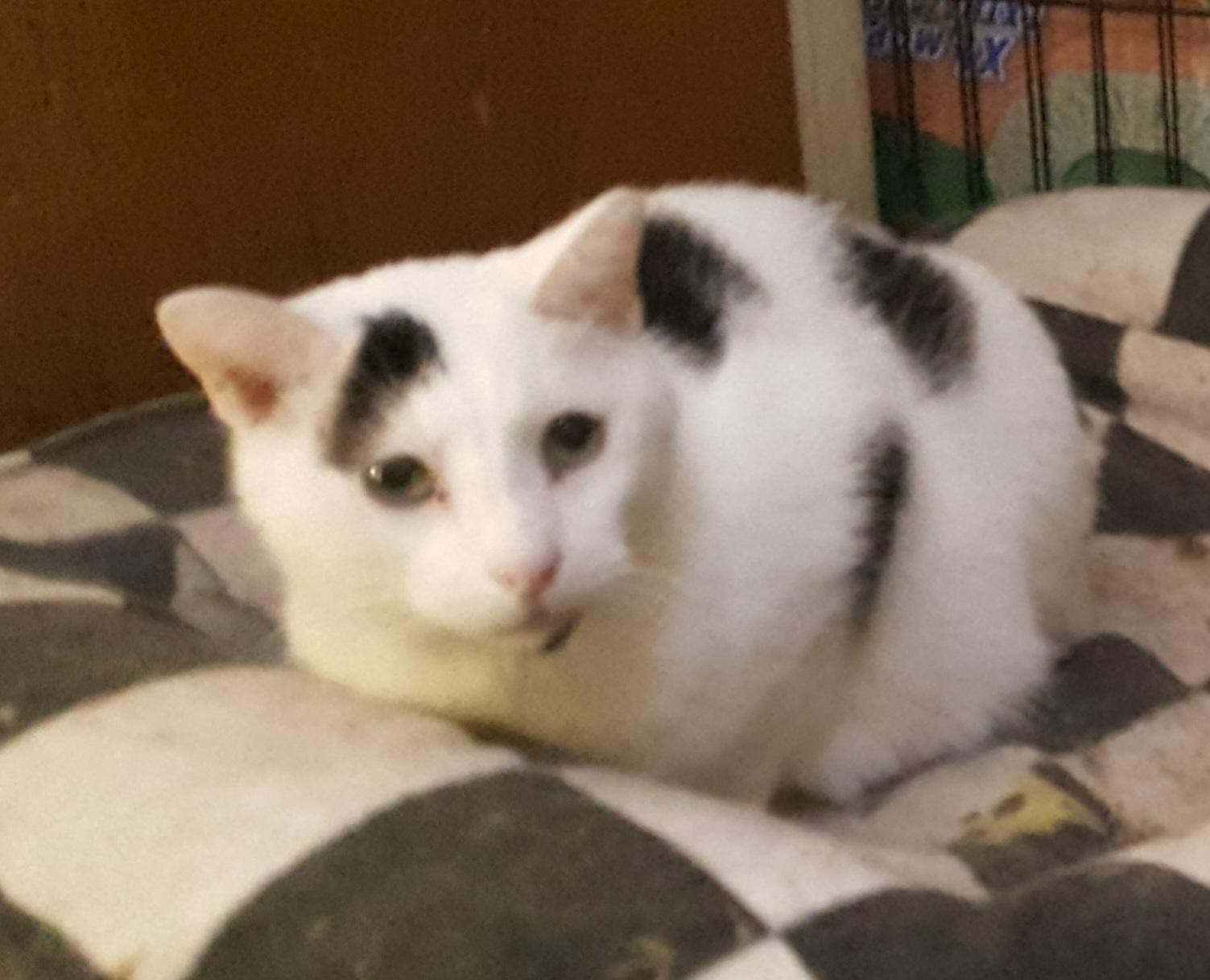 Andre, an adoptable Turkish Van in Brookfield, IL, 60513 | Photo Image 1