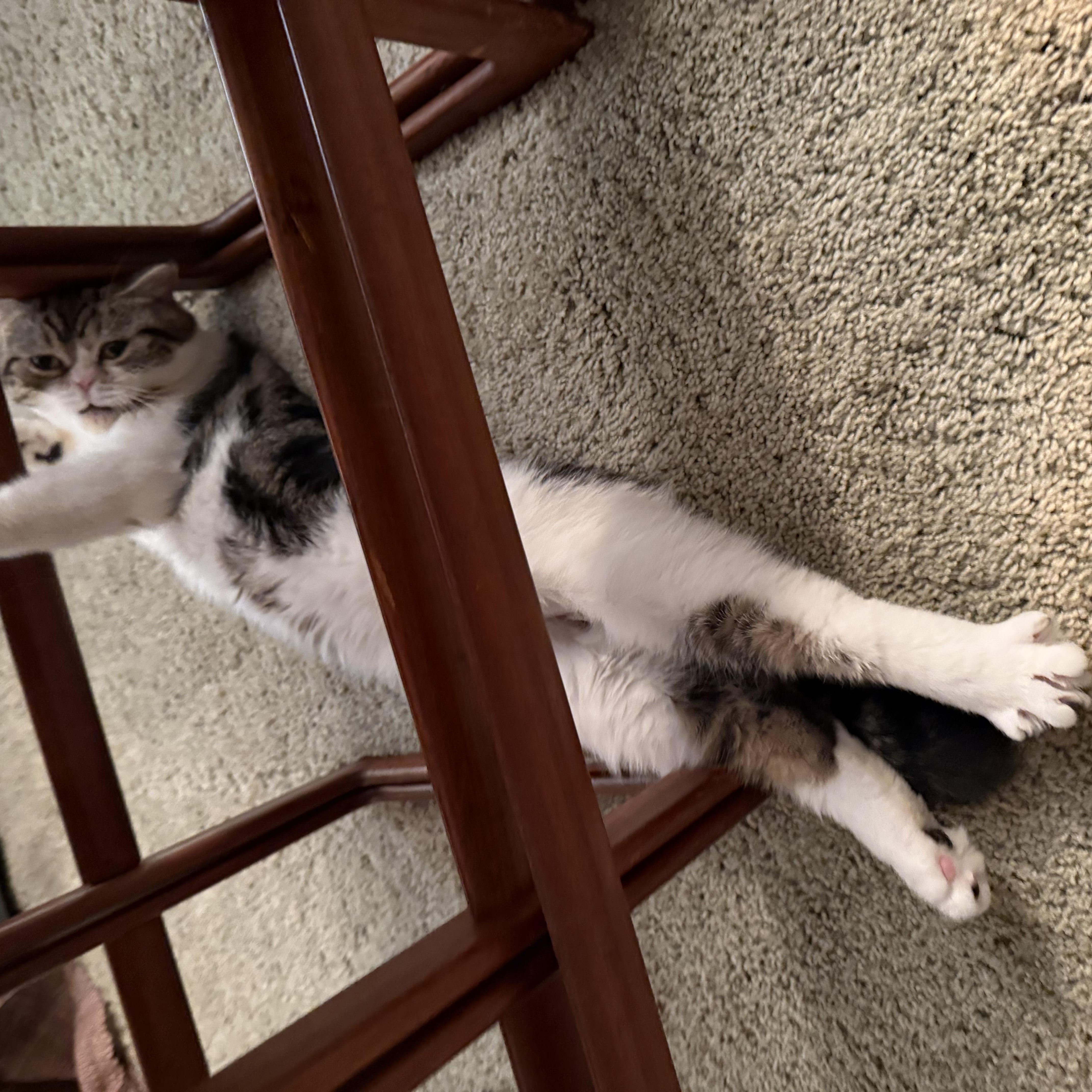 Hibou, a ADOPTABLE Exotic Shorthair in New york, NY image 5/5