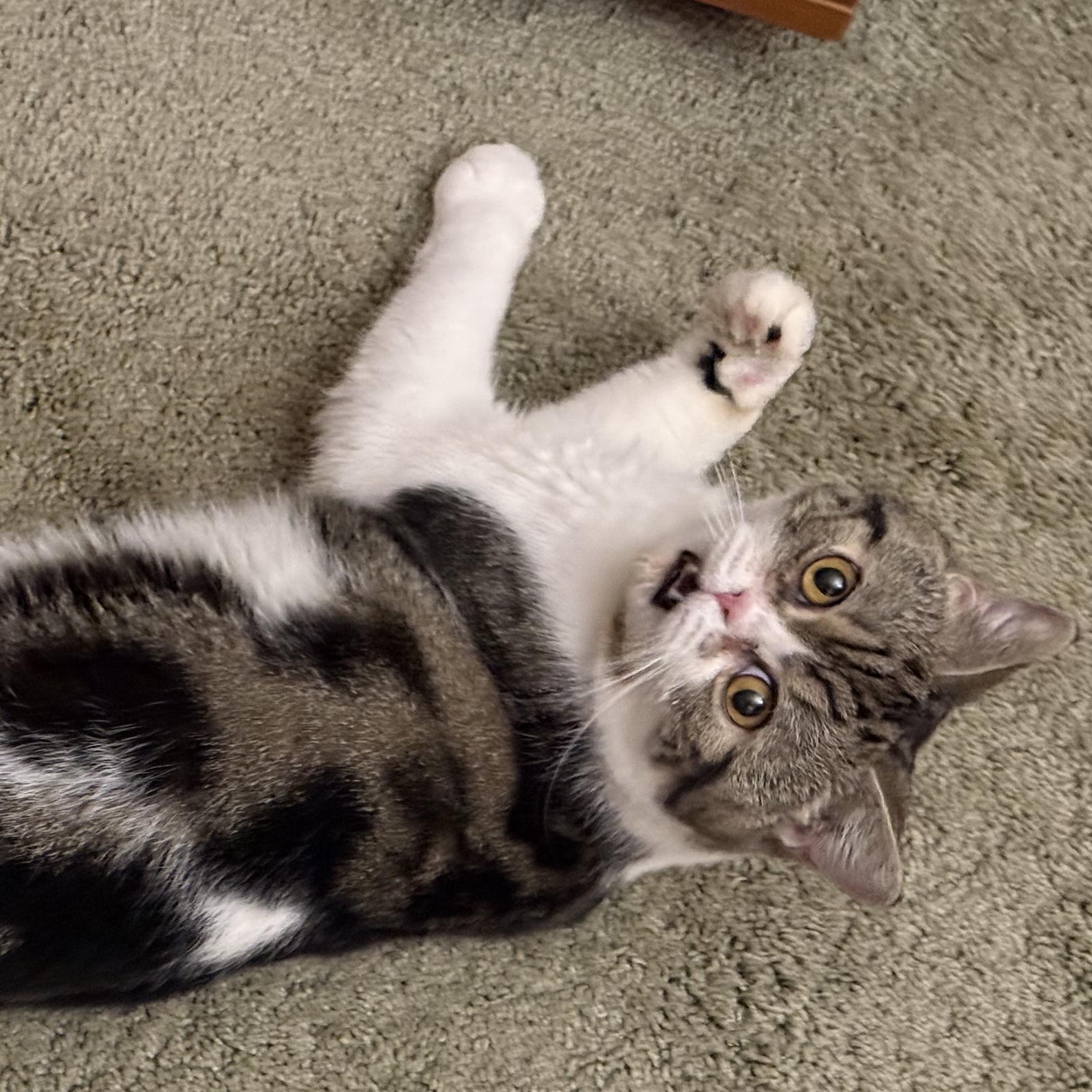 Hibou, a ADOPTABLE Exotic Shorthair in New york, NY image 2/5