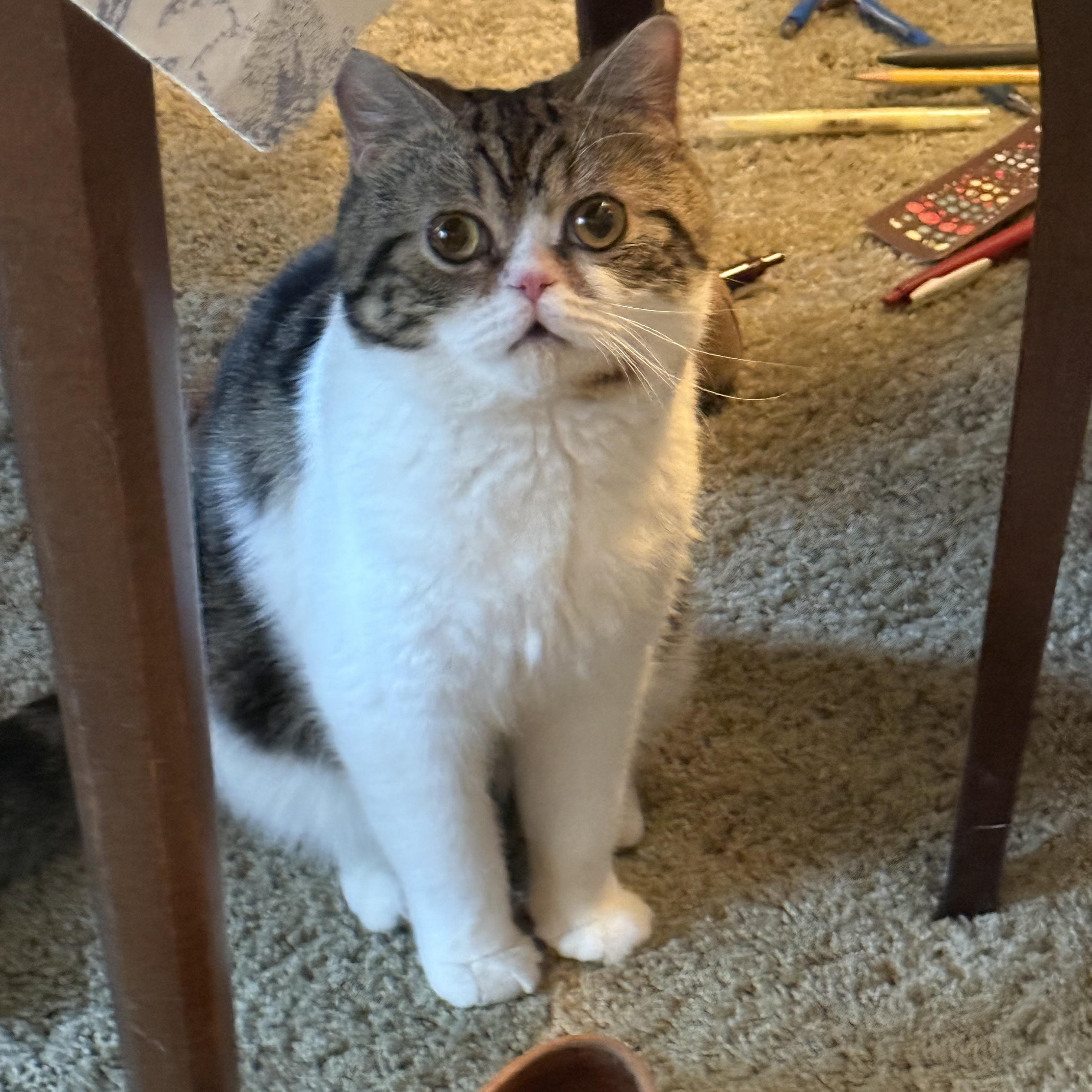 Hibou, a ADOPTABLE Exotic Shorthair in New york, NY image 3/5