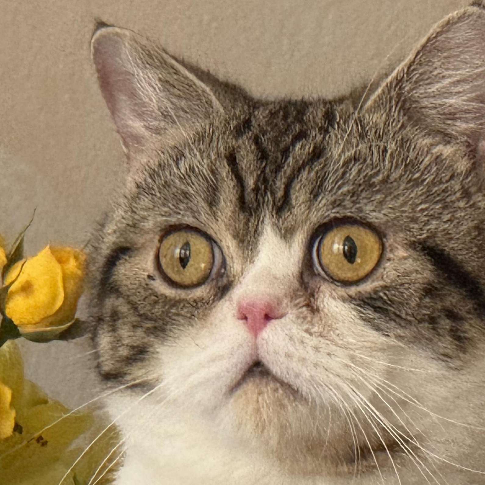 Hibou, a ADOPTABLE Exotic Shorthair in New york, NY image 4/5