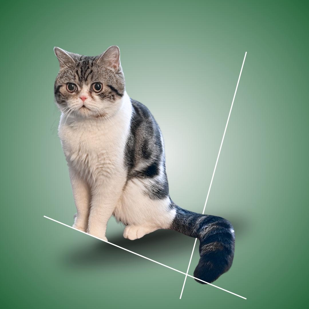 Hibou, ADOPTABLE, Young Male Exotic Shorthair.