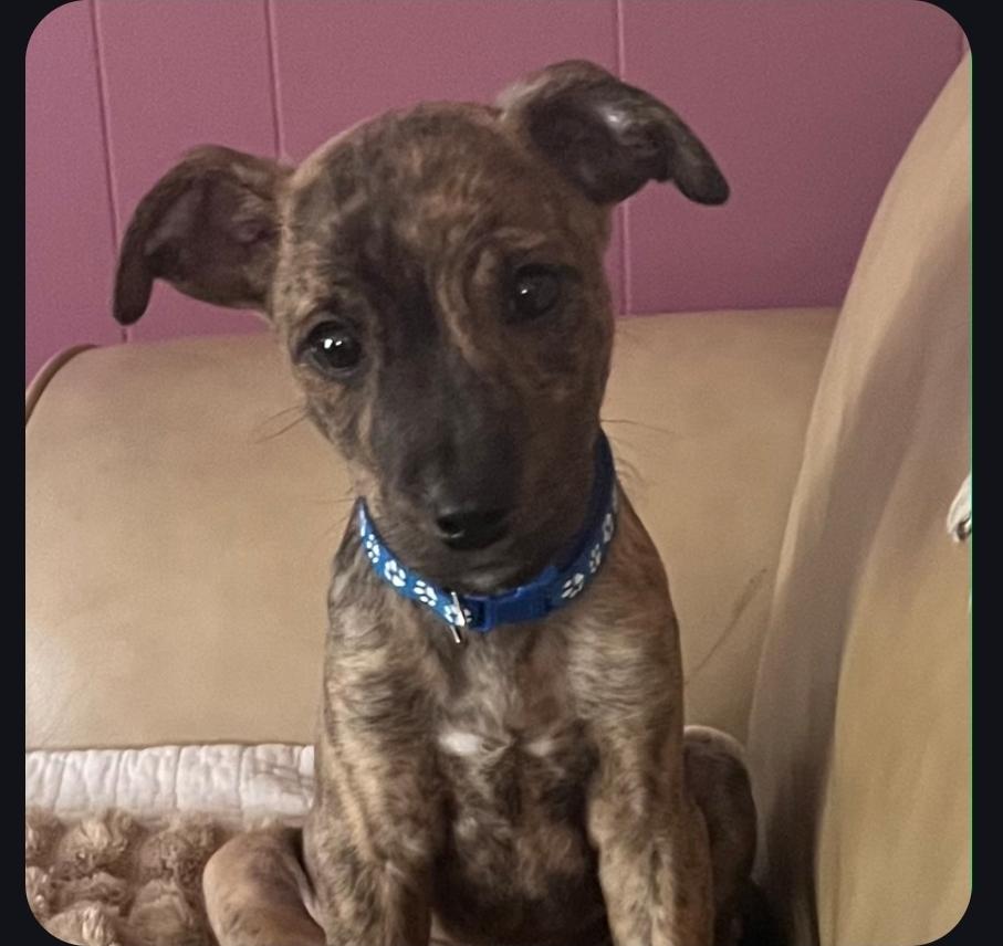 Lincoln, an adopted mixed breed in Colonial Heights, VA image 2/2