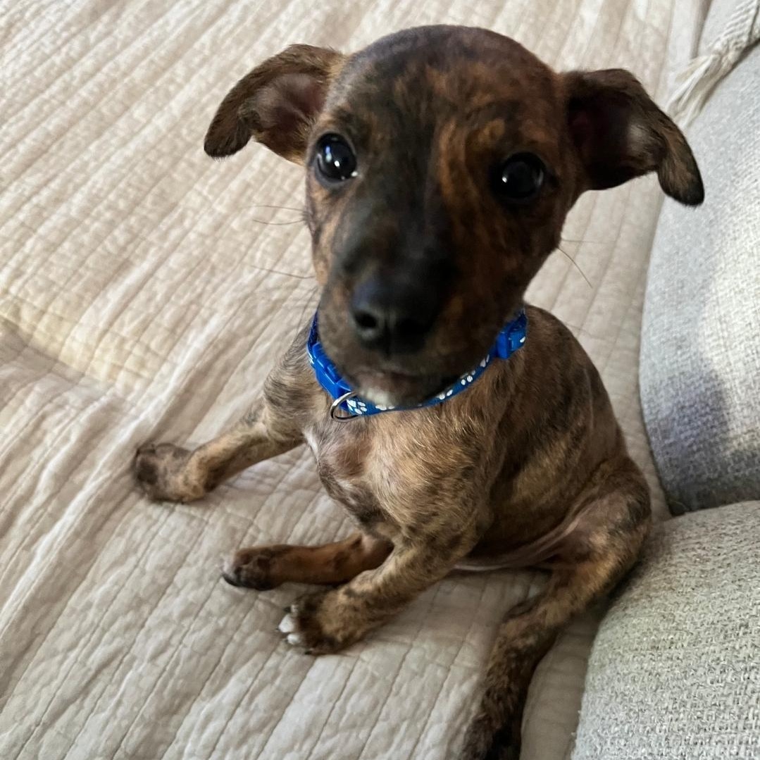 Lincoln, adopted, Puppy Male Chihuahua & Pit Bull Terrier.