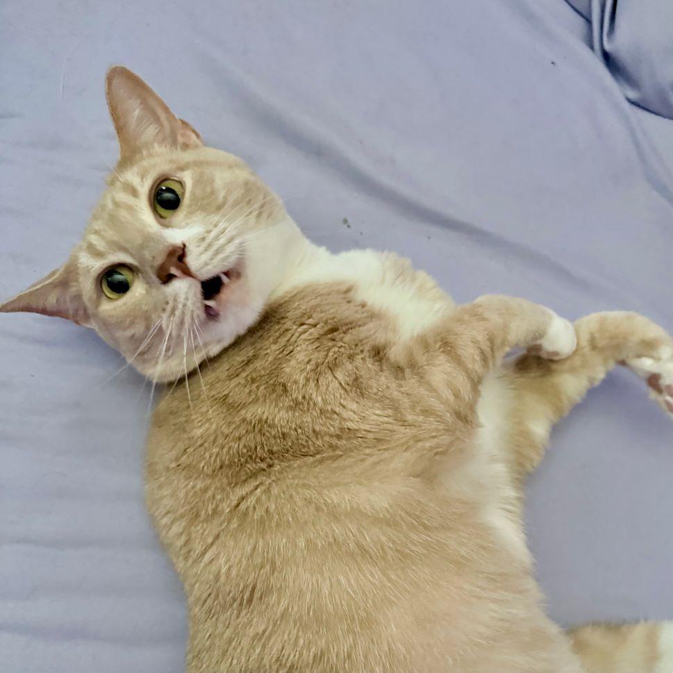 Snowball (and Nico), ADOPTABLE, Adult Male Tabby & Domestic Short Hair.
