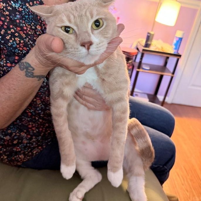 Enlarge Snowball (and Nico), a ADOPTABLE mixed breed in Tulsa, OK image 4/6