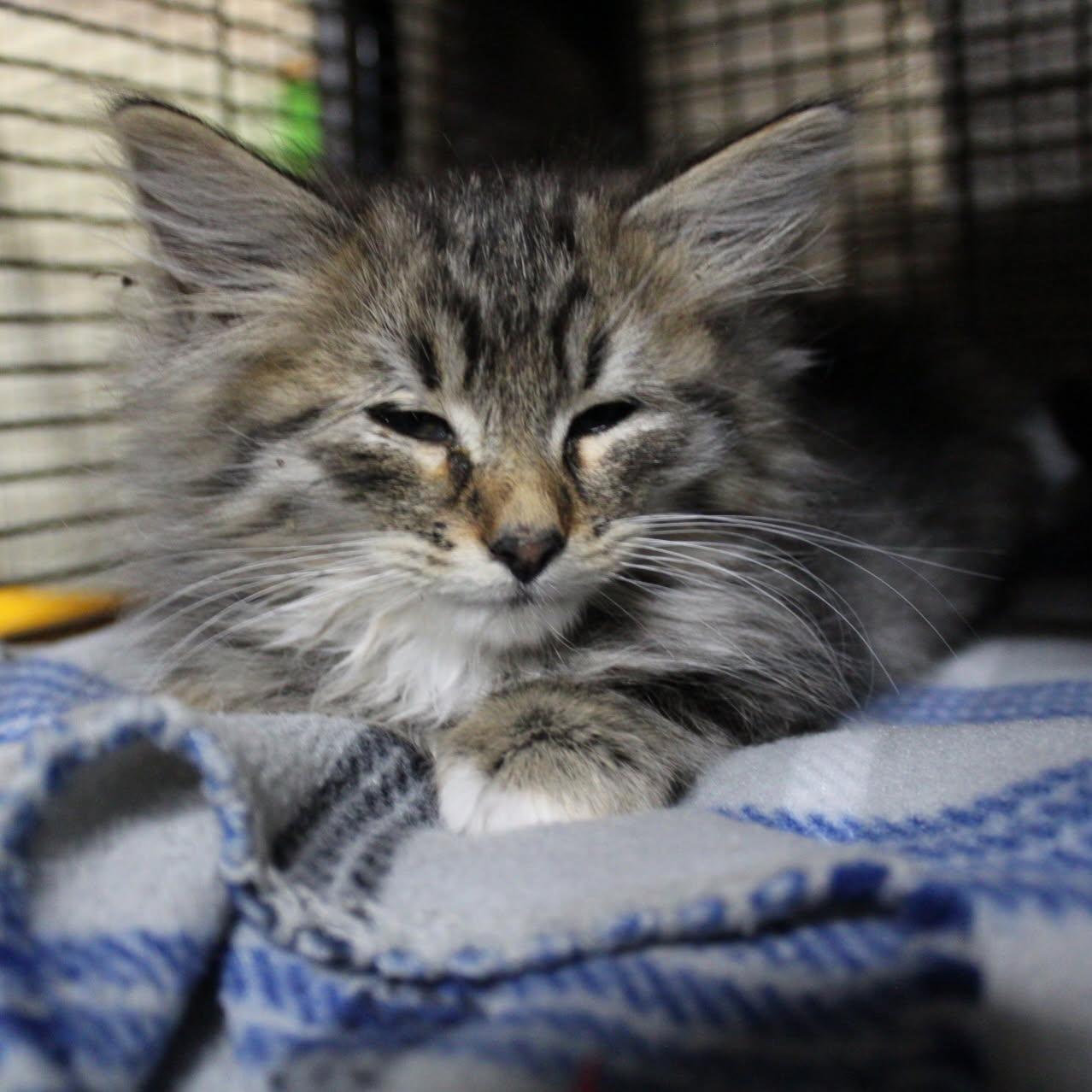 Enlarge Maze, a Adopted Domestic Medium Hair in Billings, MT image 1/1