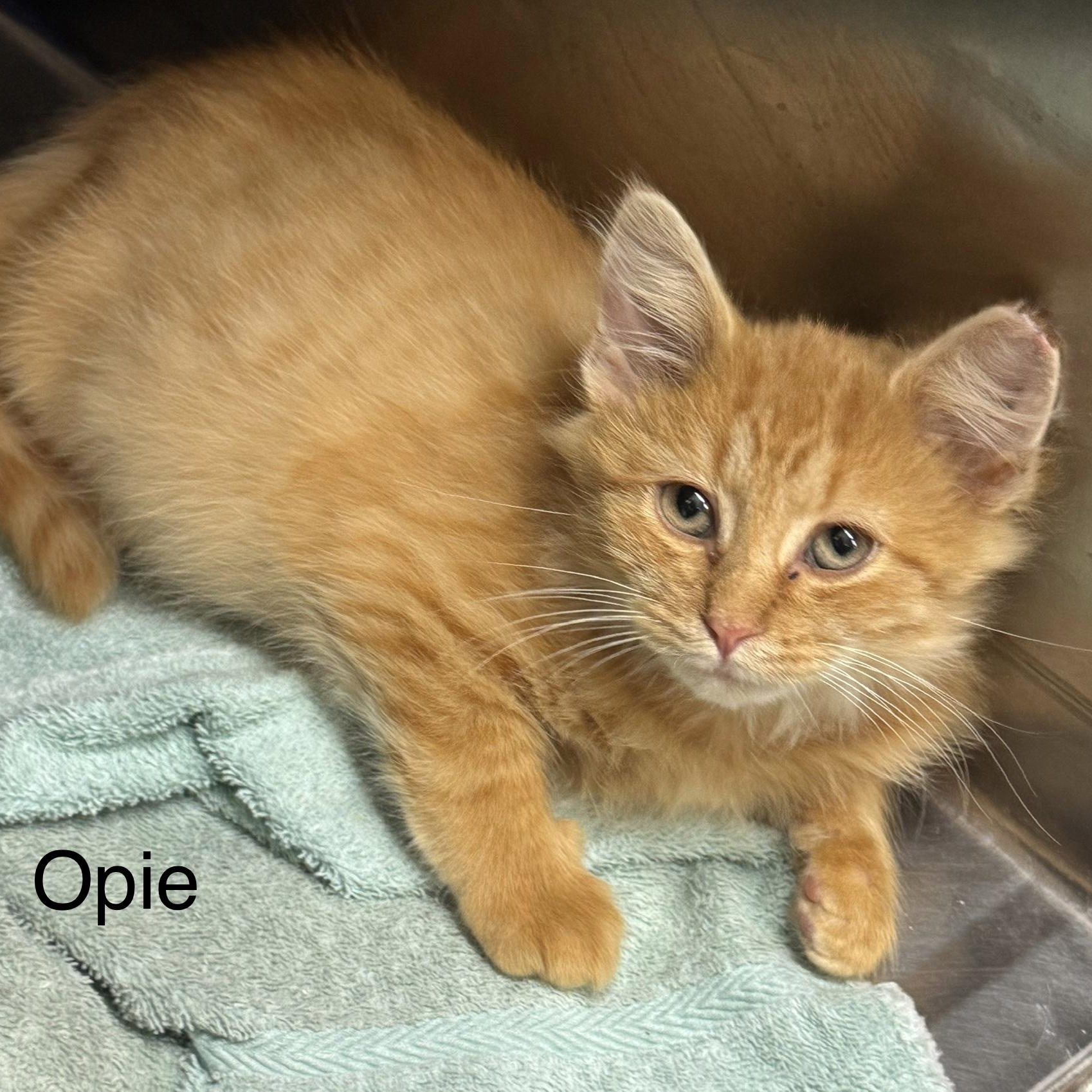 Enlarge Opie, a Adoptable Domestic Long Hair in Ulster, PA image 1/1