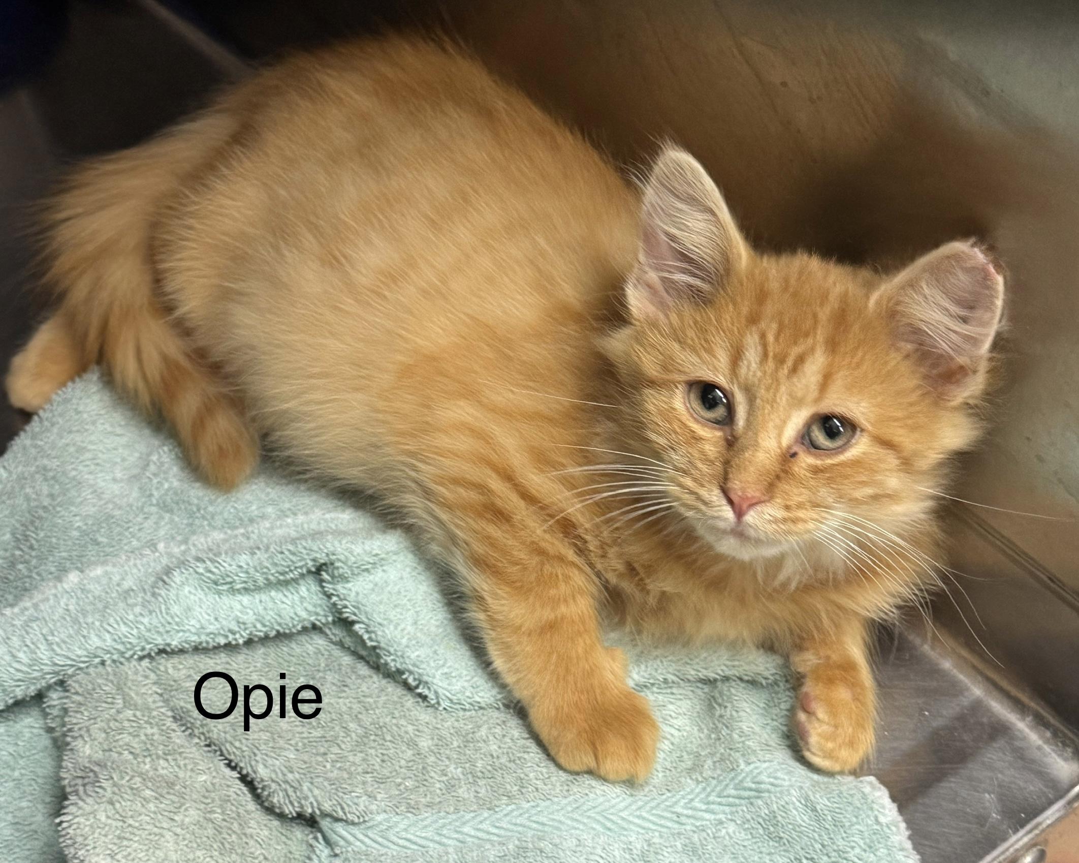 Opie