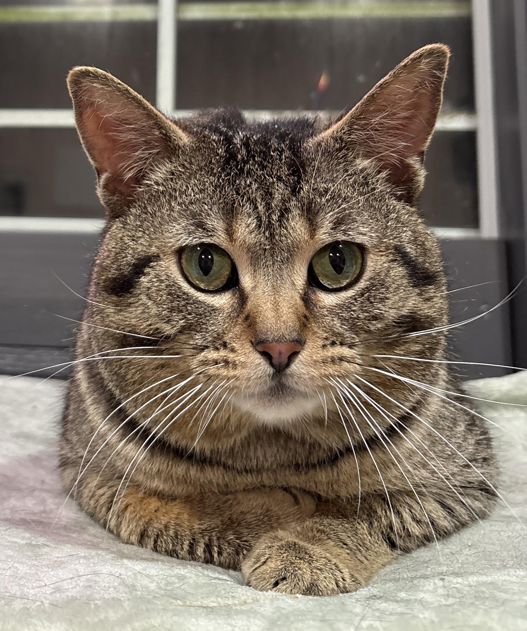 RUMBALL, an adopted Domestic Short Hair in Tillsonburg, ON image 4/6