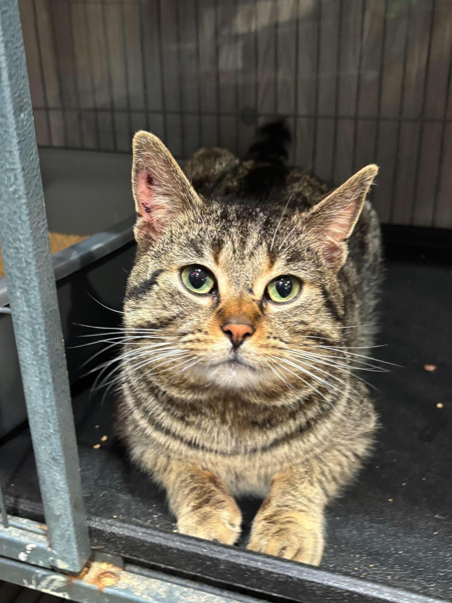 RUMBALL, an adopted Domestic Short Hair in Tillsonburg, ON image 1/6