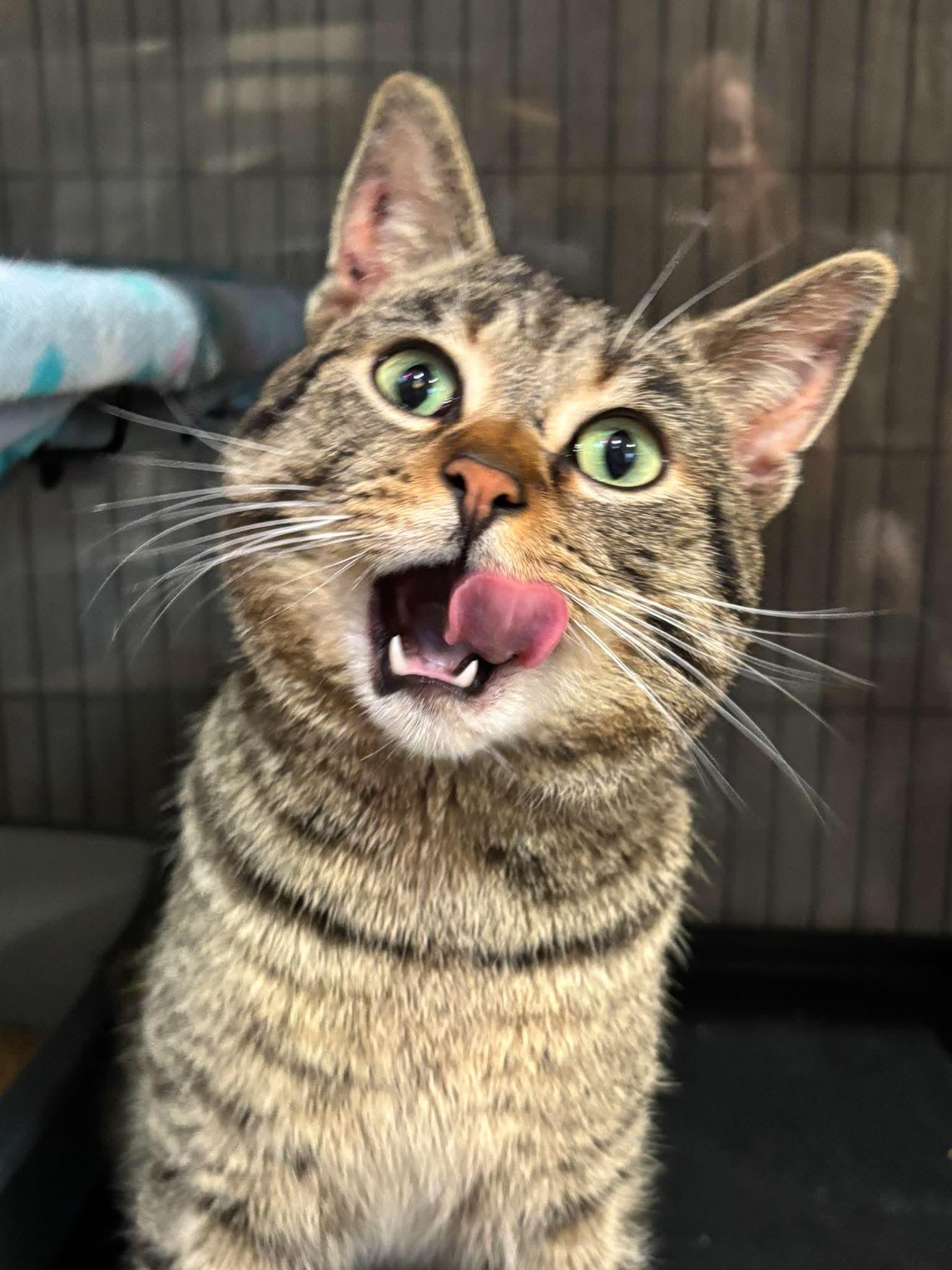 RUMBALL, an adopted Domestic Short Hair in Tillsonburg, ON image 2/6