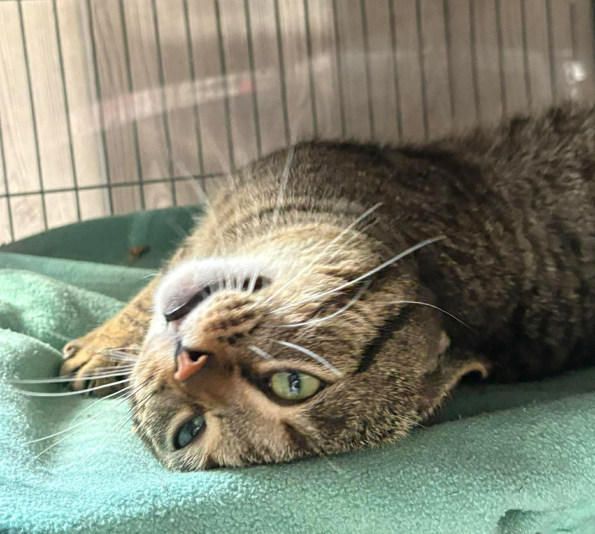 RUMBALL, an adopted Domestic Short Hair in Tillsonburg, ON image 6/6