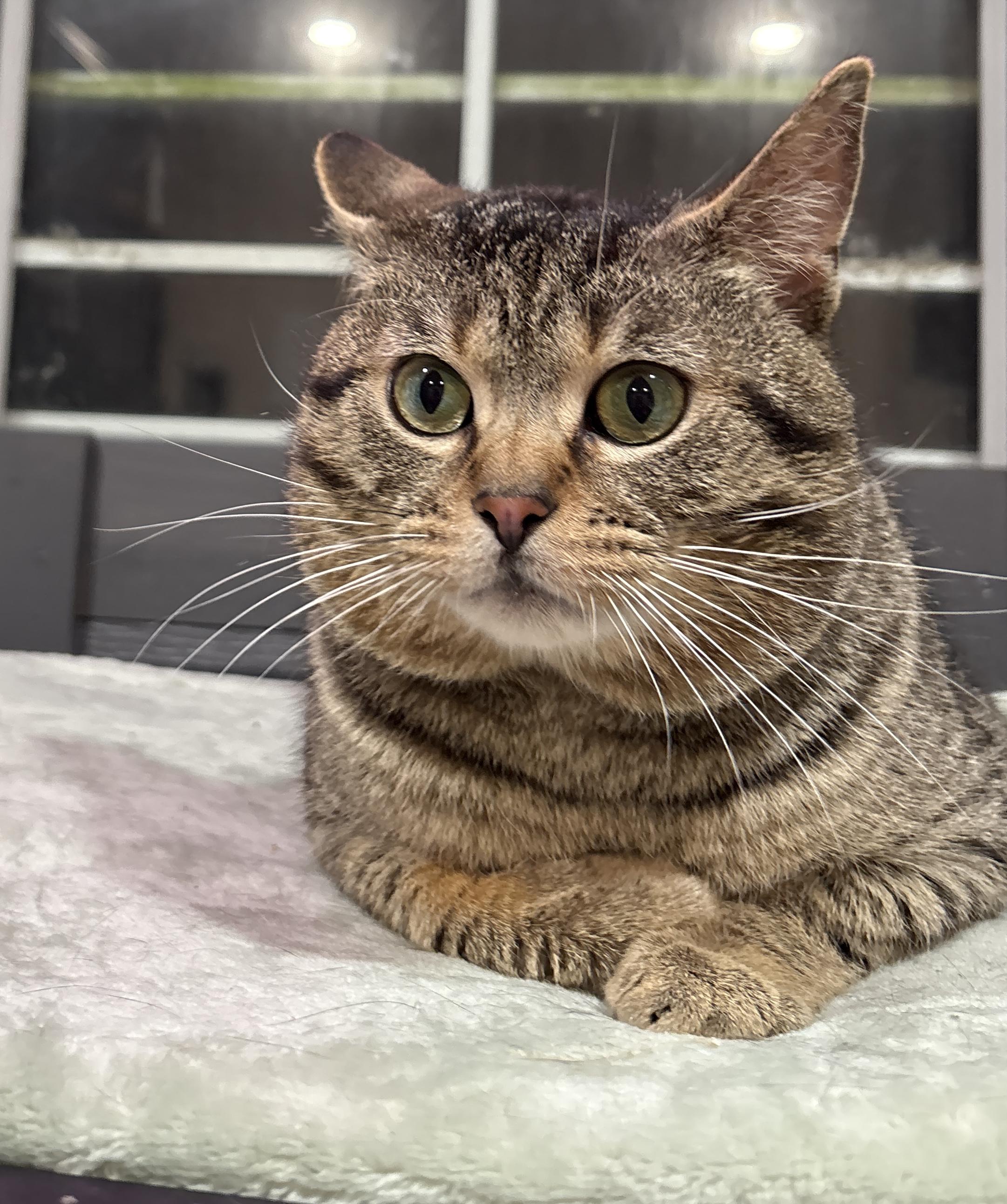 RUMBALL, an adopted Domestic Short Hair in Tillsonburg, ON image 5/6