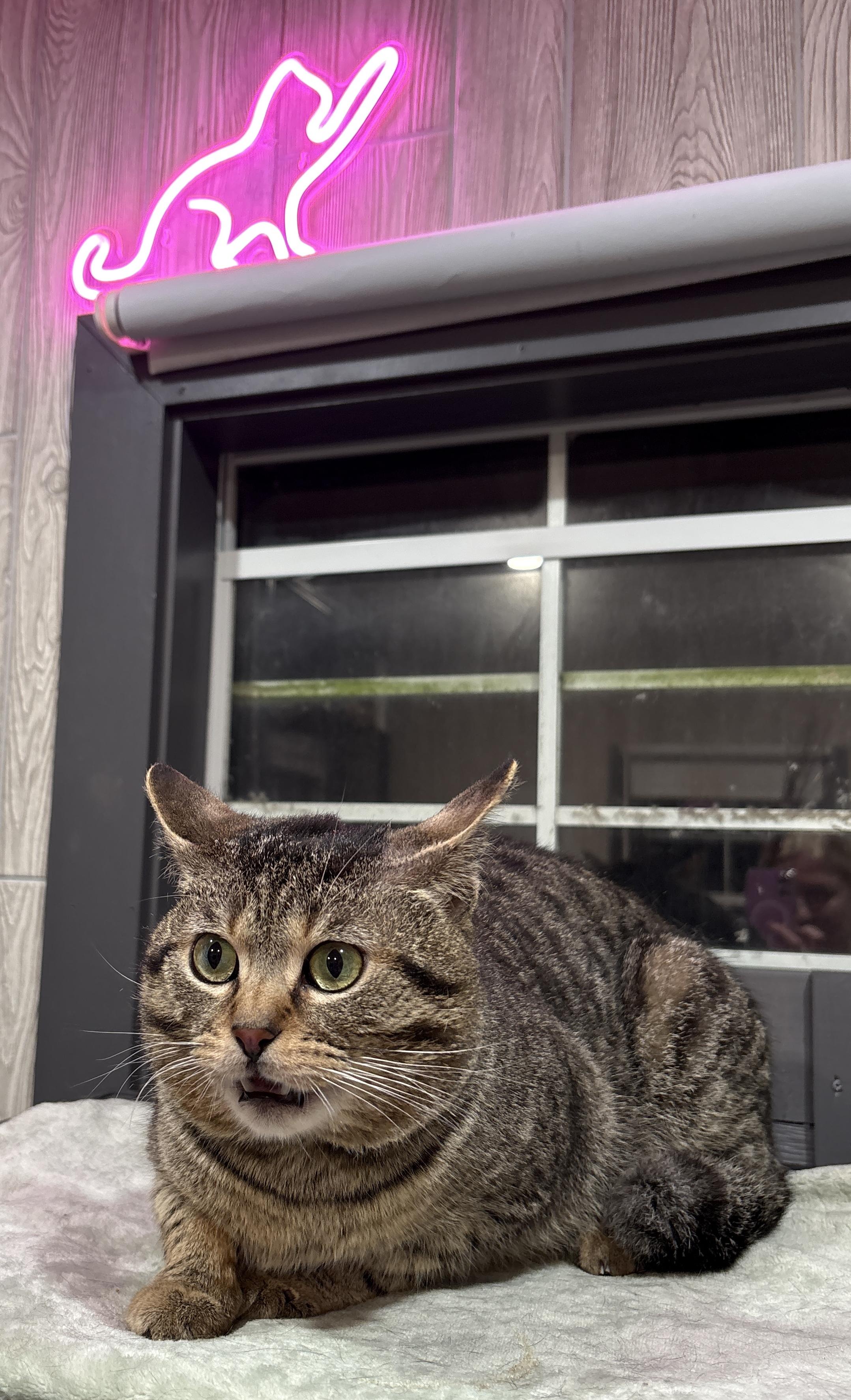RUMBALL, an adopted Domestic Short Hair in Tillsonburg, ON image 3/6