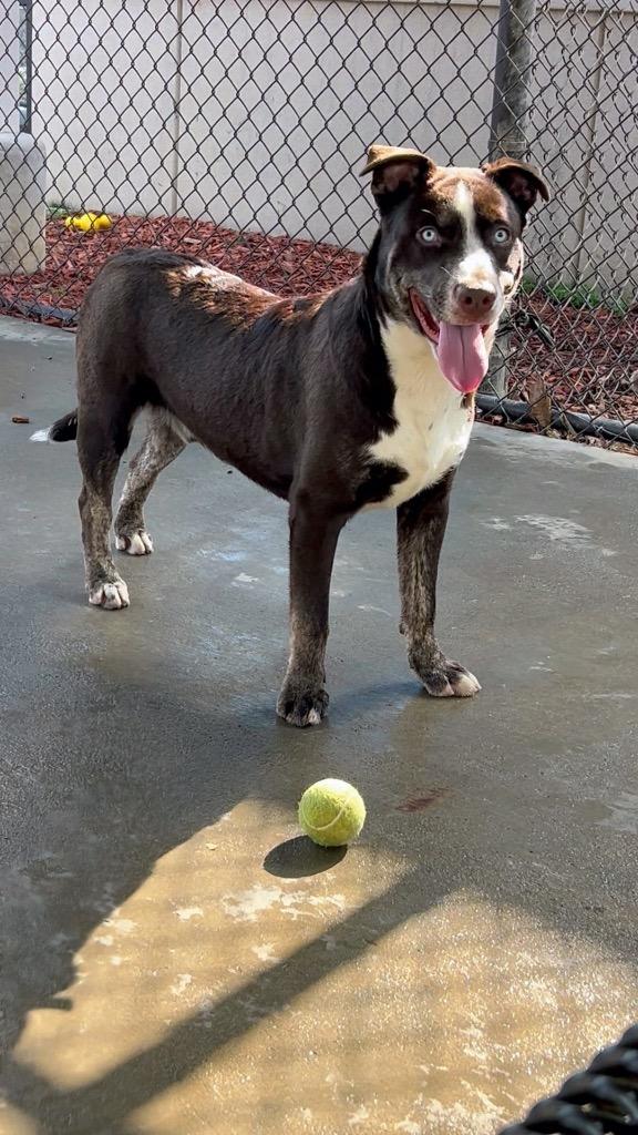Enlarge Gargoyle, a Adoptable mixed breed in Rome, GA image 1/2