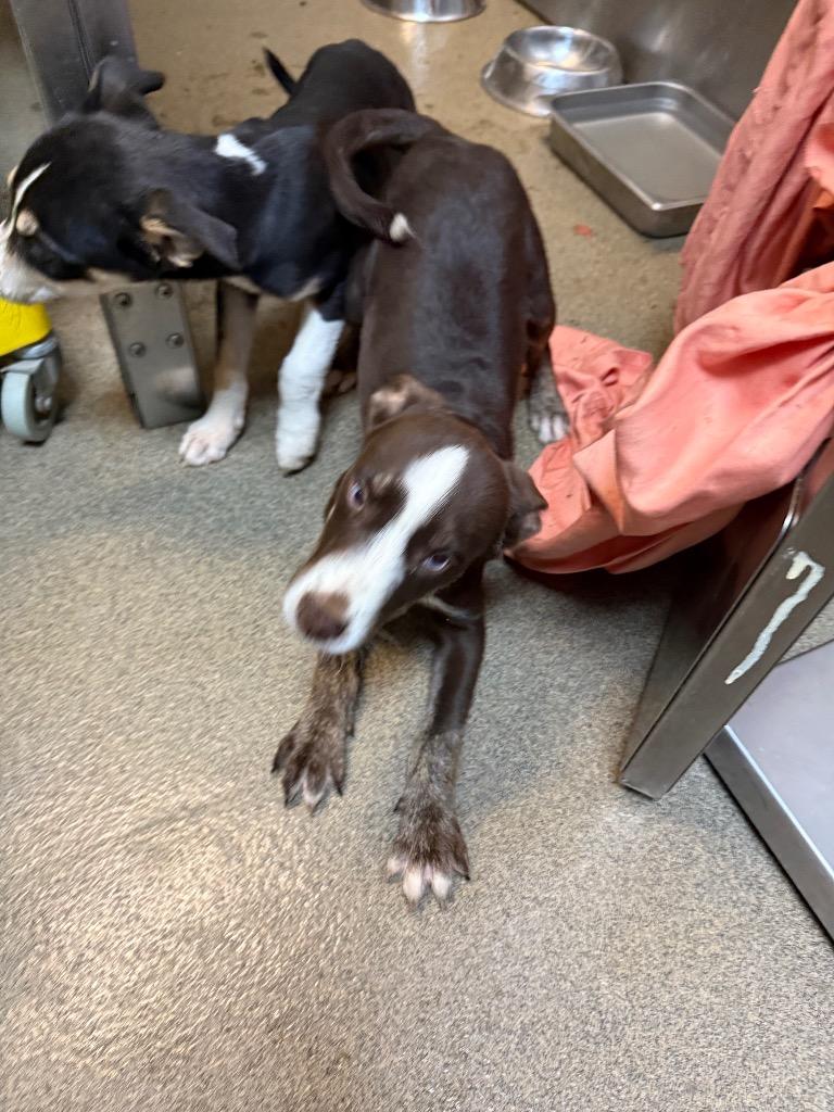 Enlarge Gargoyle, a Adoptable mixed breed in Rome, GA image 2/2