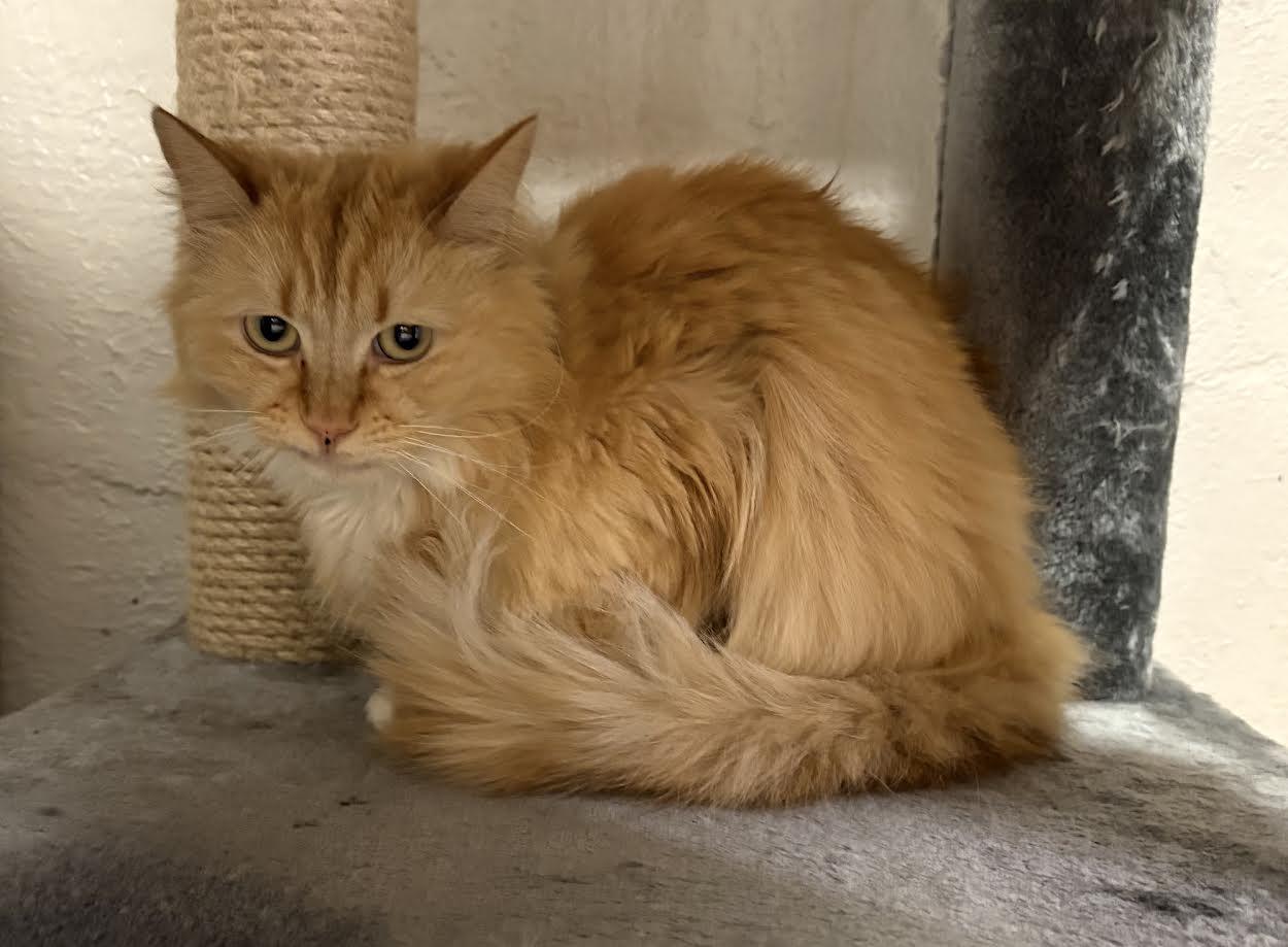 Mimi, adopted, Adult Female Domestic Long Hair.