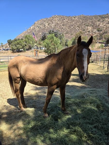 Thunder, Adoptable, Senior Male Quarterhorse.