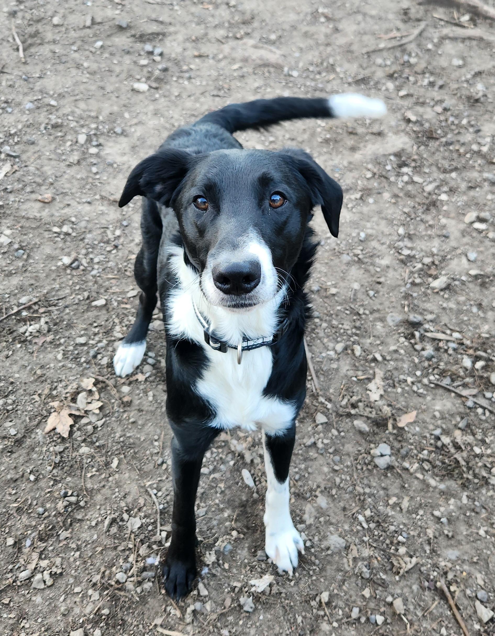 Enlarge Finn, an adoptable mixed breed in Liberty Center, OH image 5/6
