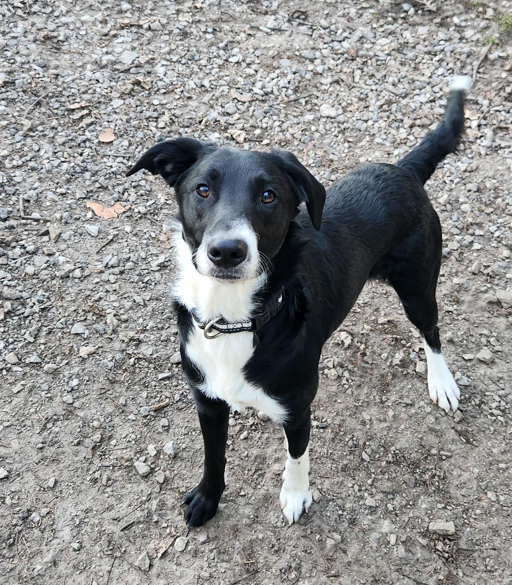 Enlarge Finn, an adoptable mixed breed in Liberty Center, OH image 1/6