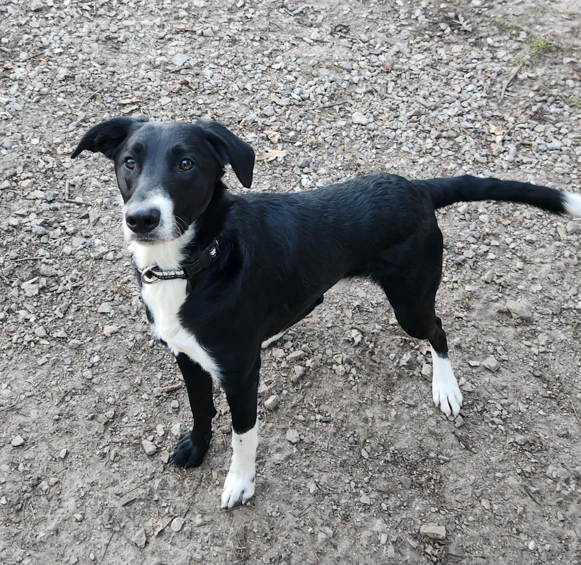 Enlarge Finn, an adoptable mixed breed in Liberty Center, OH image 4/6