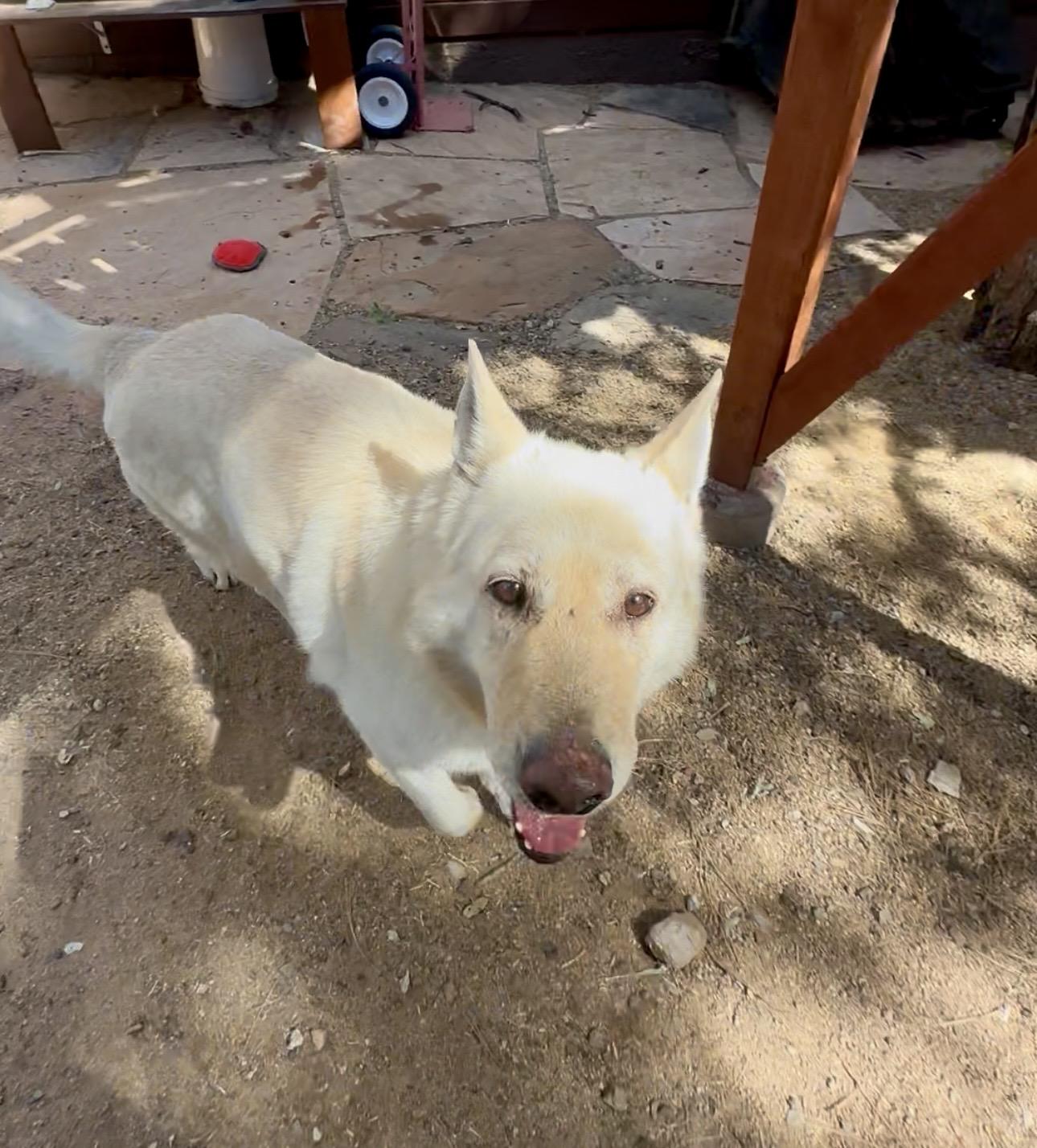 WINTER - From Abandoned to Safe, ADOPTABLE, Adult Female White German Shepherd.
