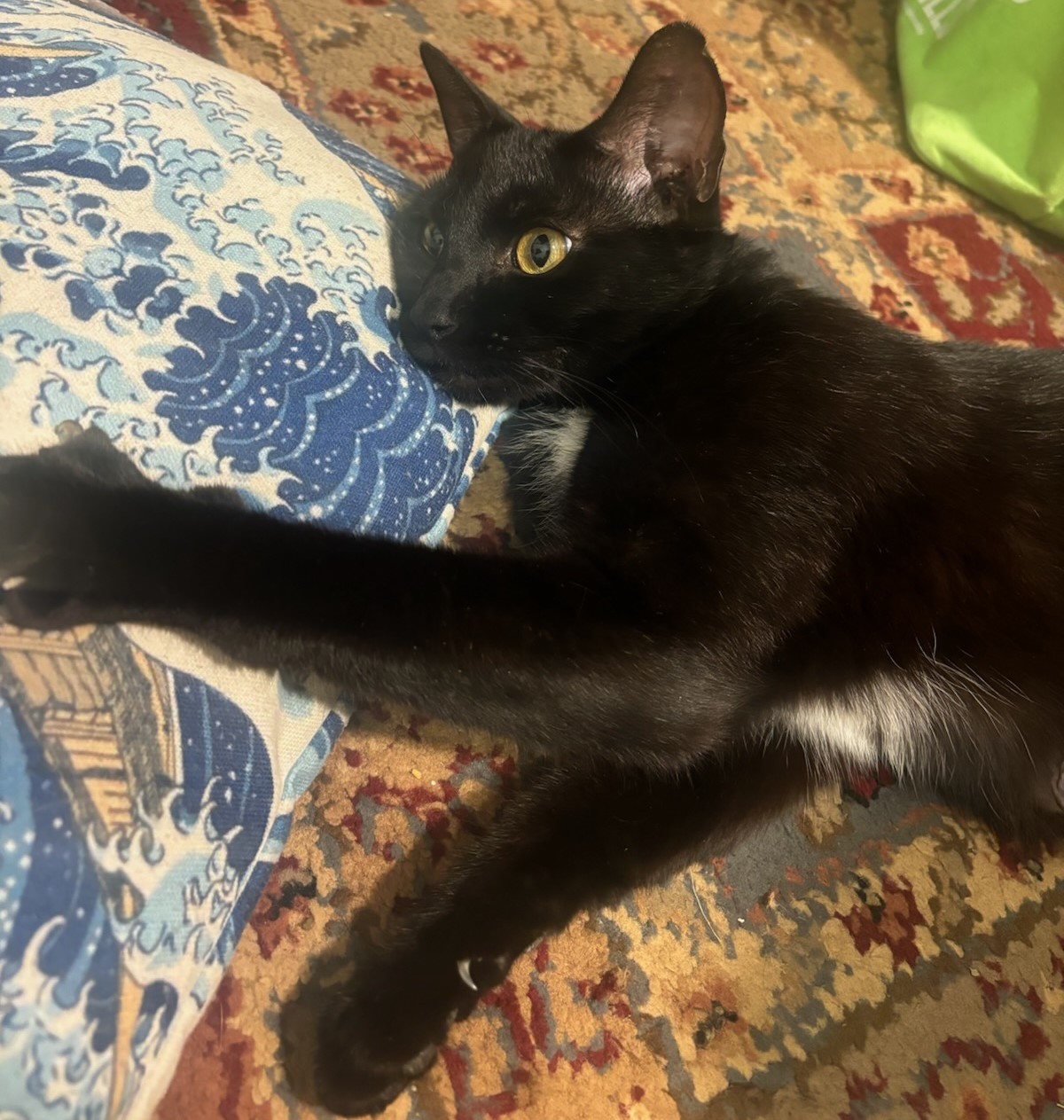 Cat for adoption Mamma Lou in foster care super sweet, a Domestic