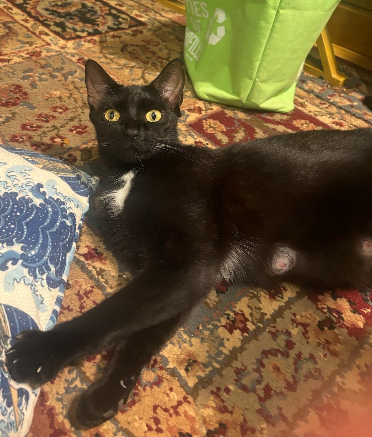 Cat for adoption Mamma Lou in foster care super sweet, a Domestic