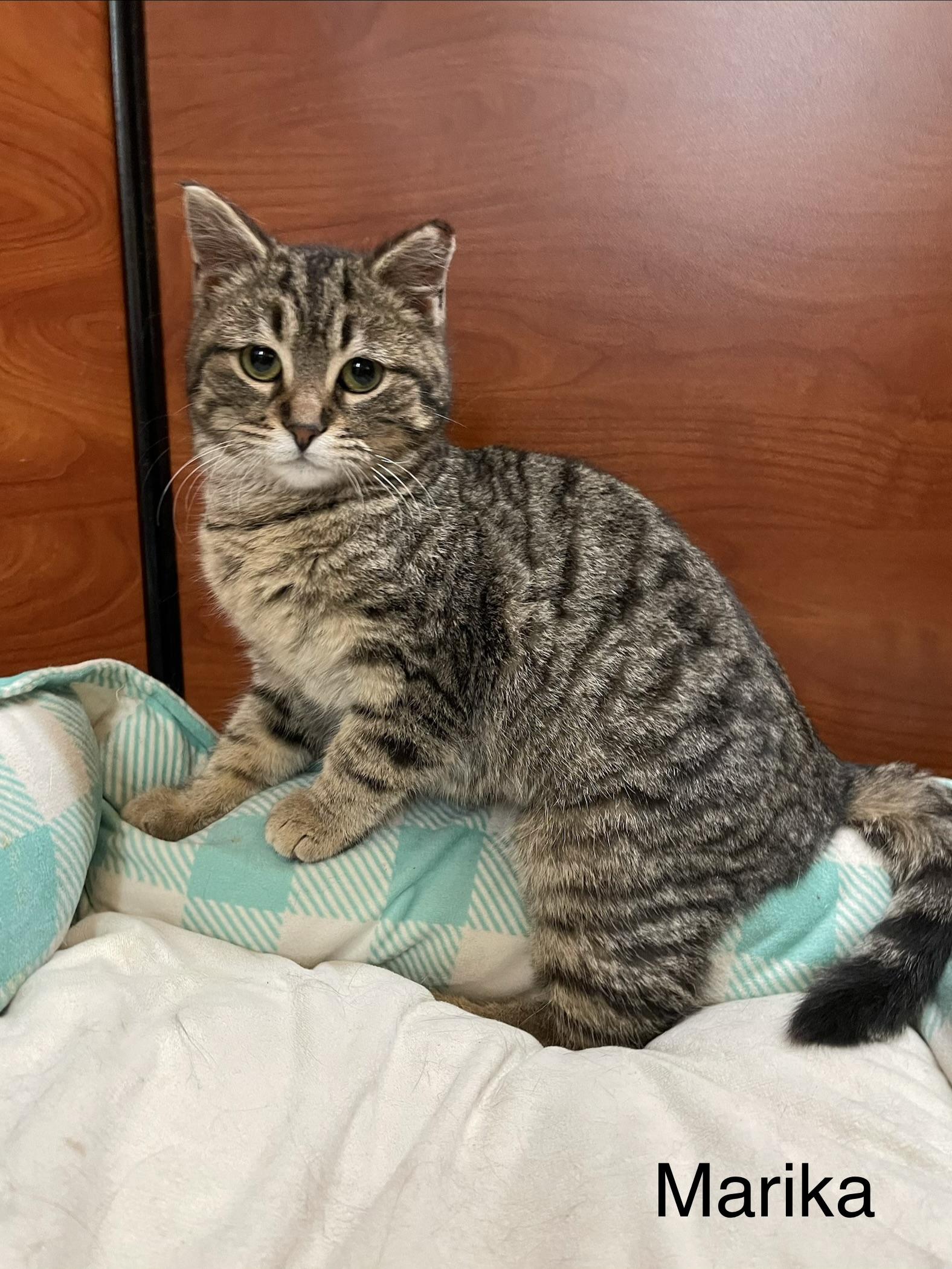 Marika, adopted, Kitten Female Domestic Short Hair.