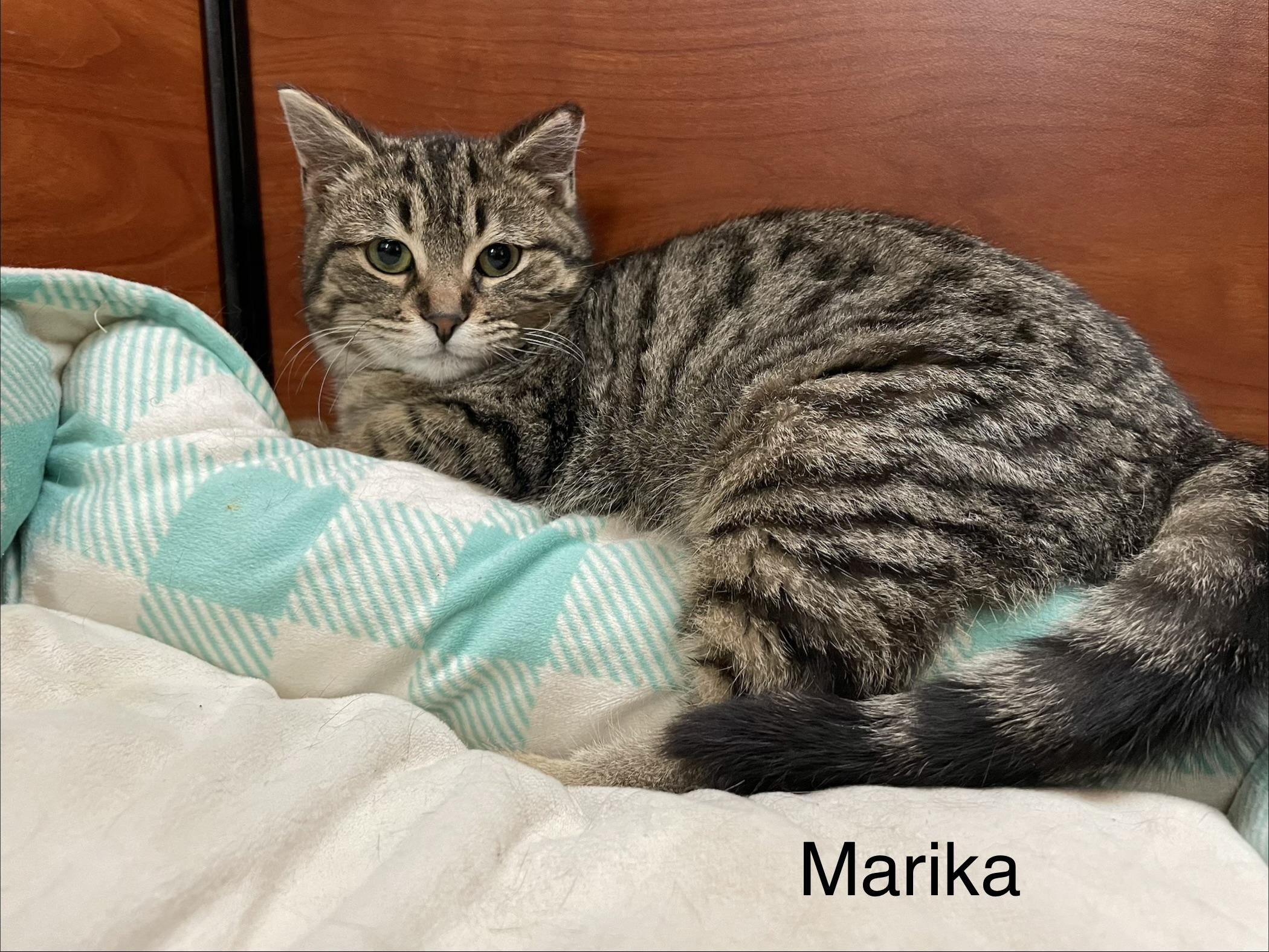 Enlarge Marika, an adopted Domestic Short Hair in Scarborough, ON image 2/2