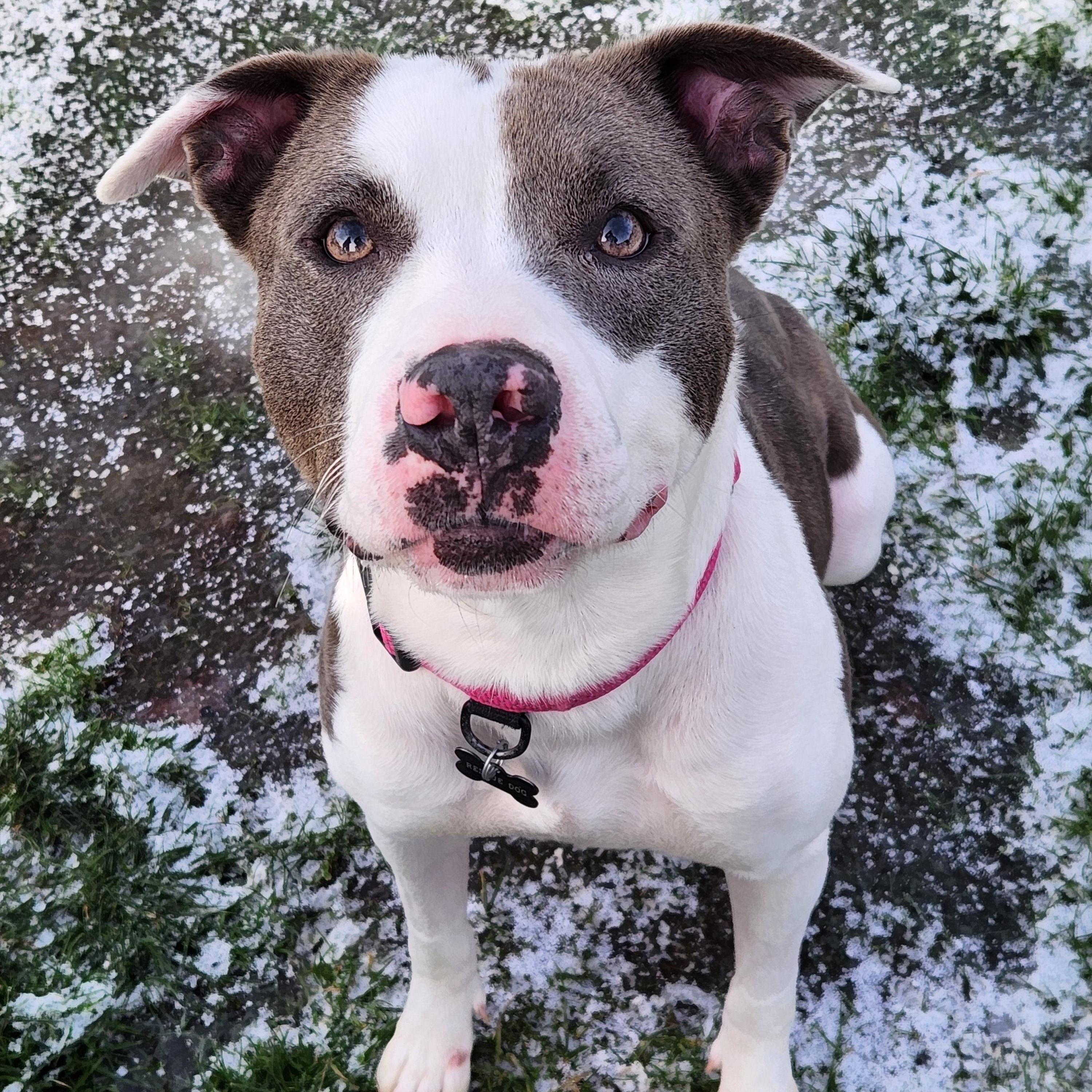 Nova , ADOPTABLE, Young Female Pit Bull Terrier.