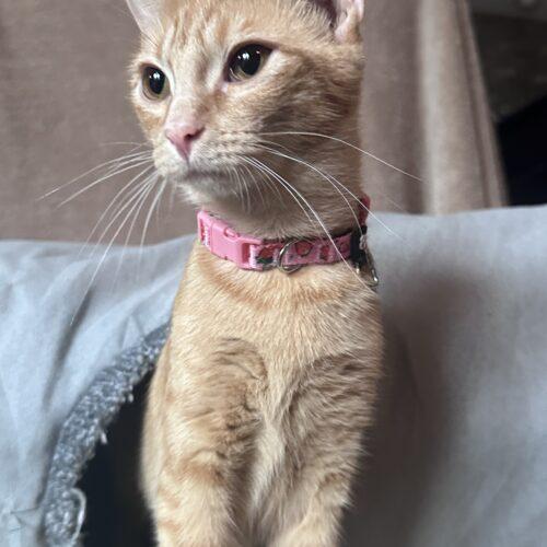 Mango Mama NV, Adopted, Young Female Domestic Short Hair.