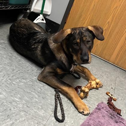 Apollo, Adoptable, Adult Male German Shepherd Dog & Mixed Breed.