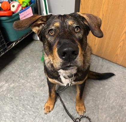 Apollo, a Adoptable mixed breed in Shawano, WI image 2/3