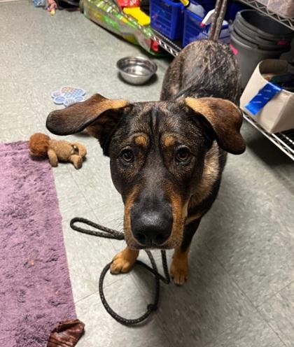 Apollo, a Adoptable mixed breed in Shawano, WI image 3/3