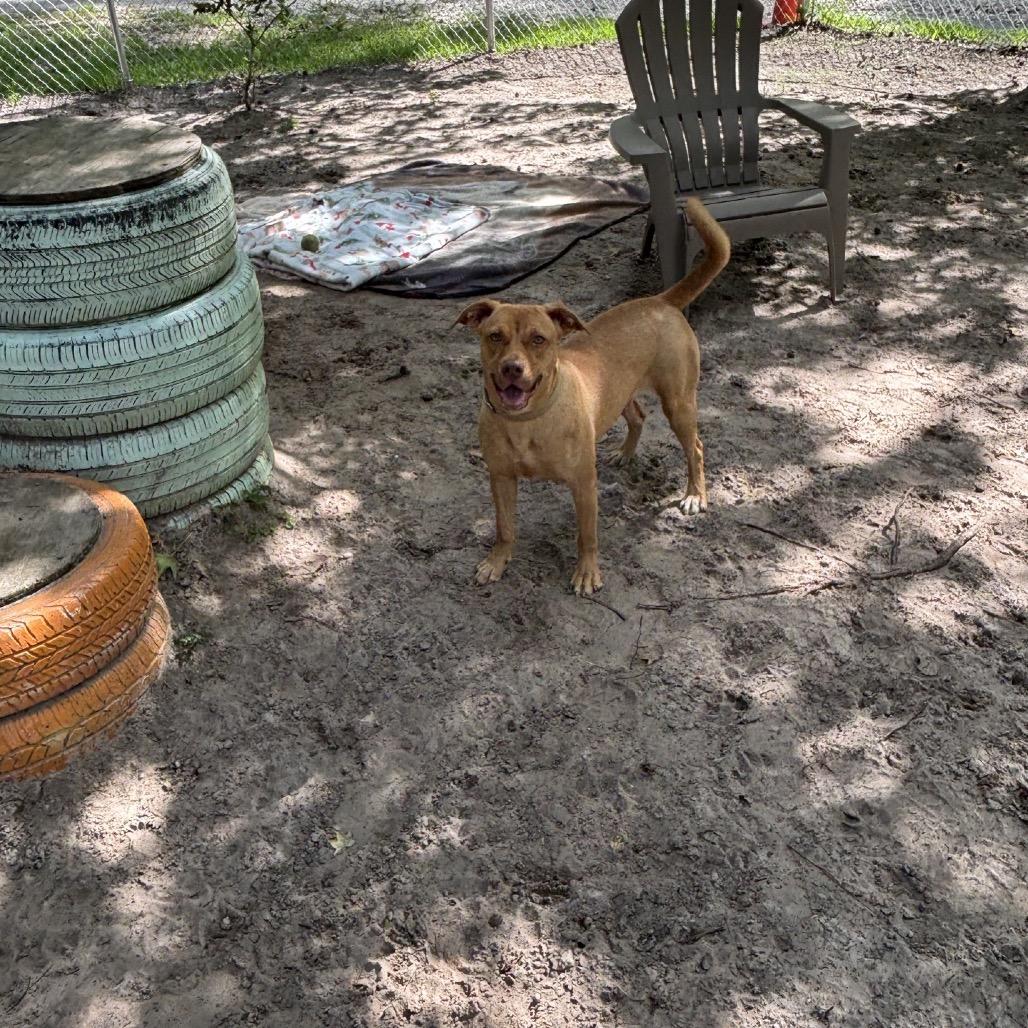 Caramel 28368, Adoptable, Young Female Mixed Breed.