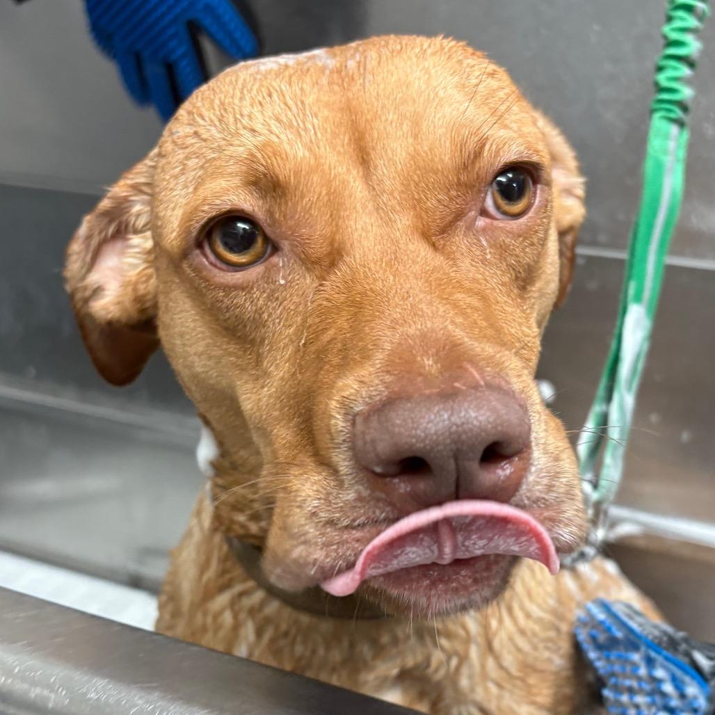 Caramel 28368, Adoptable, Adult Female Mixed Breed.
