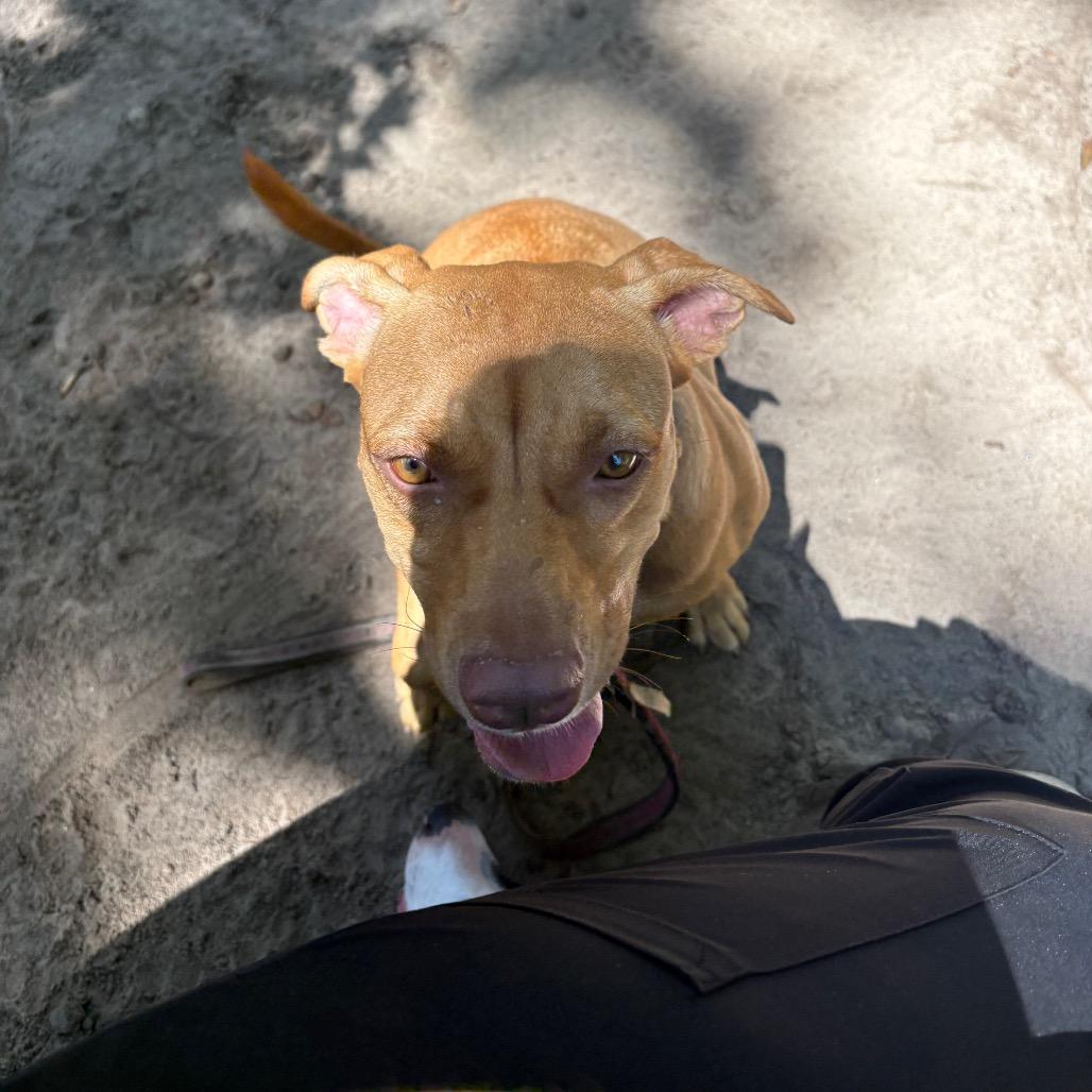 Enlarge Caramel 28368, a Adoptable Mixed Breed in Middleburg, FL image 2/6