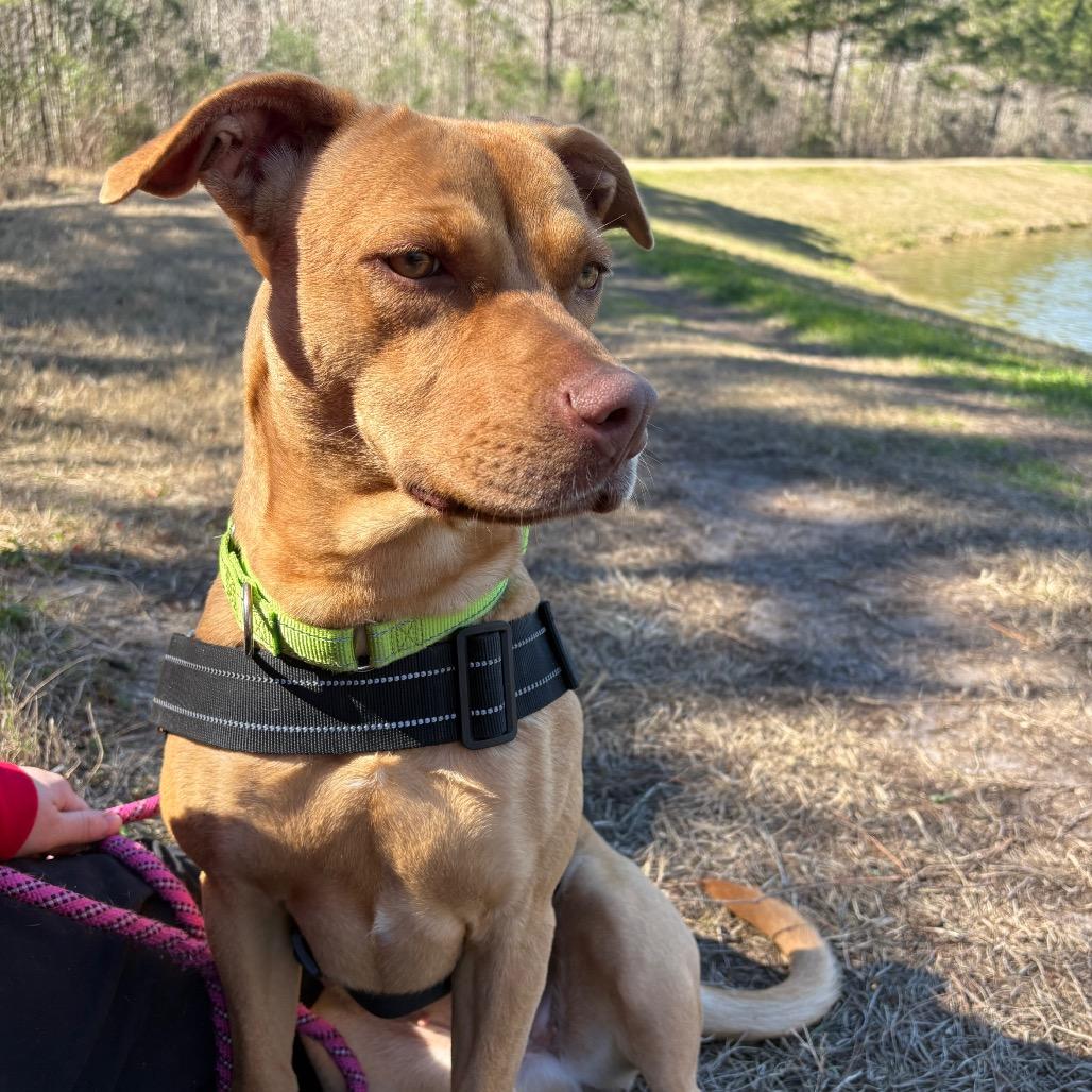 Enlarge Caramel 28368, a Adoptable Mixed Breed in Middleburg, FL image 1/1