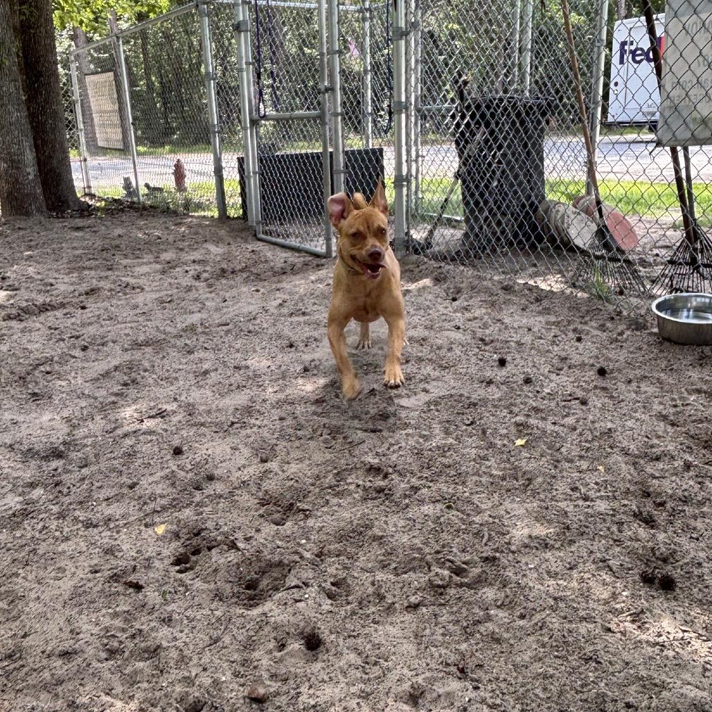 Enlarge Caramel 28368, a Adoptable Mixed Breed in Middleburg, FL image 3/5