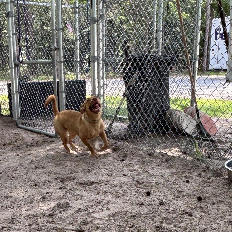 Enlarge Caramel 28368, a Adoptable Mixed Breed in Middleburg, FL image 4/5