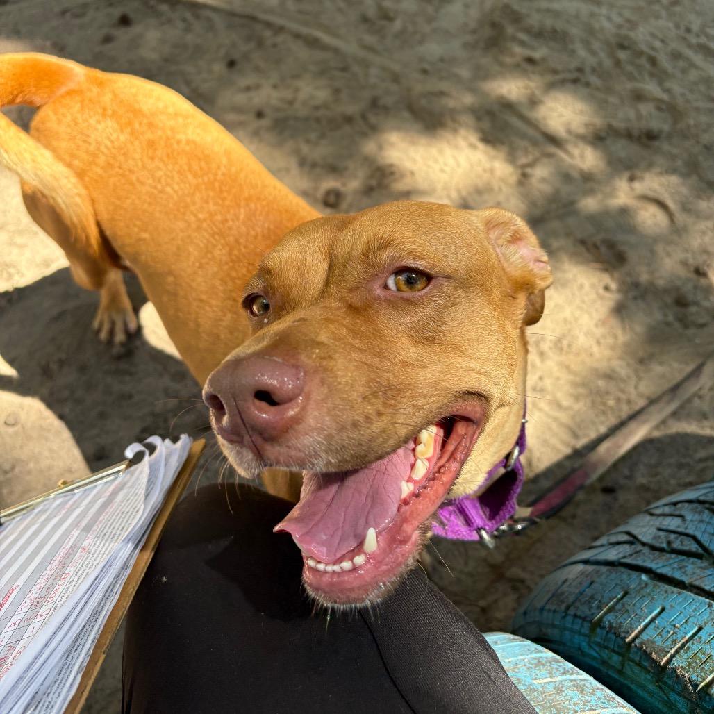 Enlarge Caramel 28368, a Adoptable Mixed Breed in Middleburg, FL image 6/6