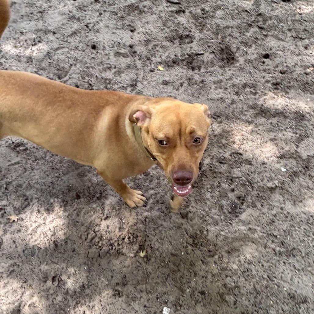 Enlarge Caramel 28368, a Adoptable Mixed Breed in Middleburg, FL image 5/5