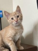 Rand, an adoptable Domestic Short Hair in El Reno, OK, 73036 | Photo Image 1