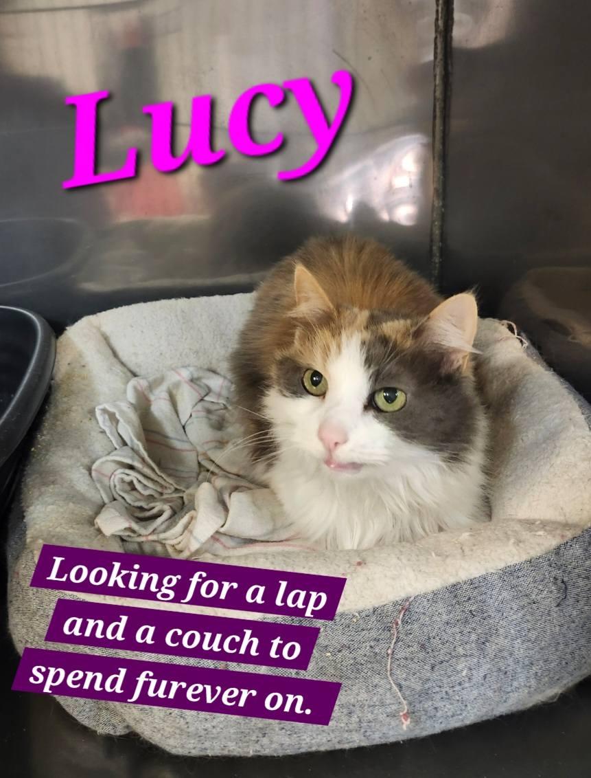 Lucy, Adoptable, Senior Female Domestic Short Hair.